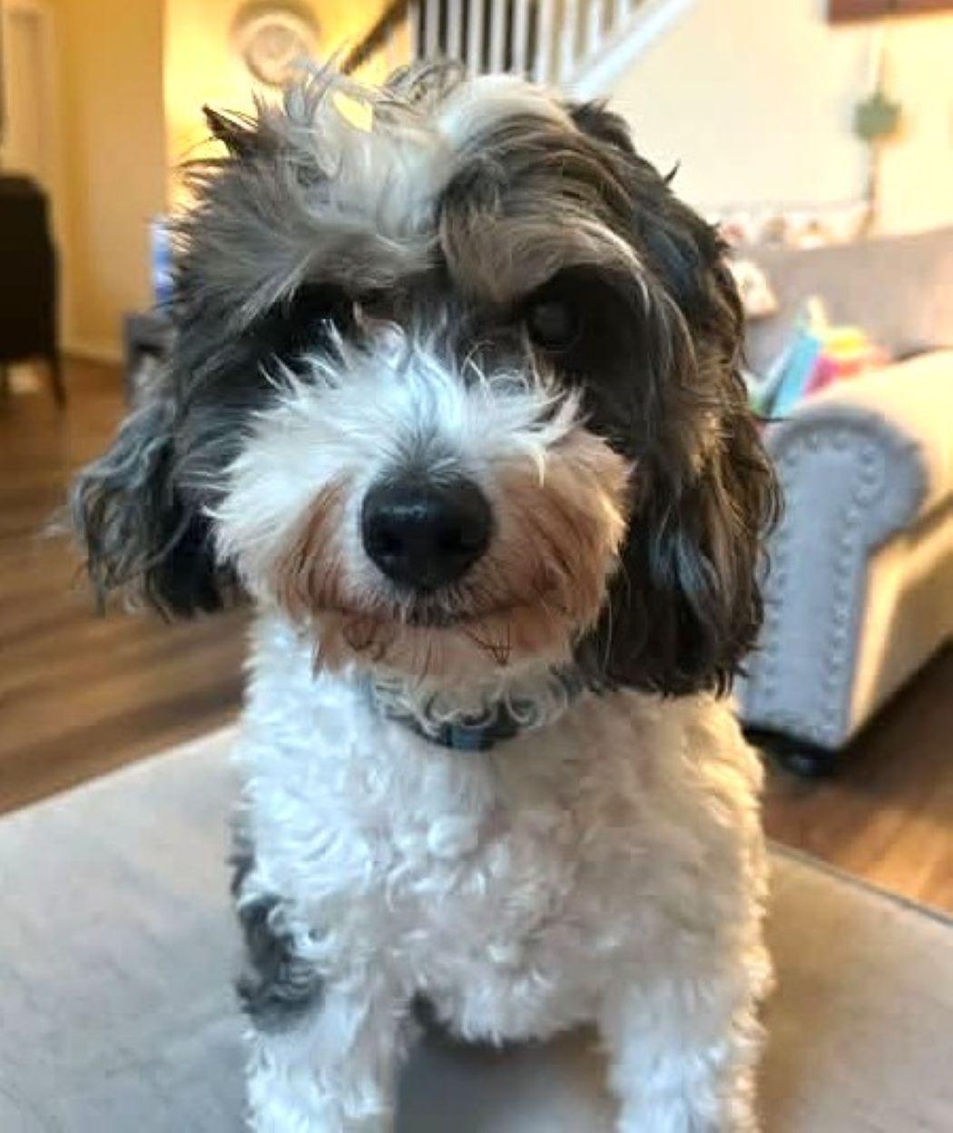 Enlarge Wally, a Adoptable mixed breed in Savannah, GA image 2/4