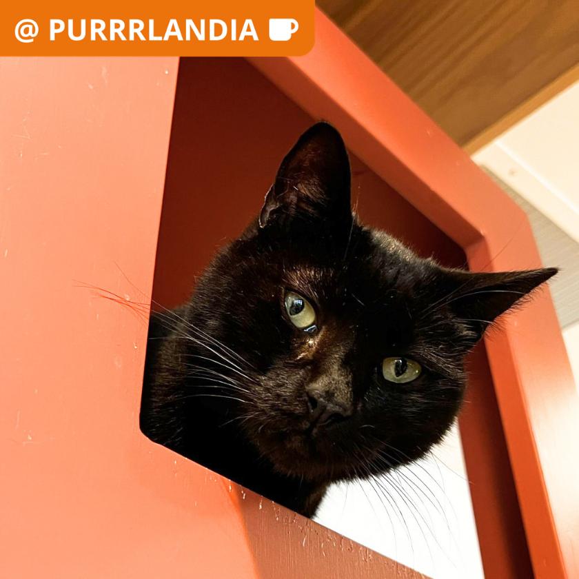 Enlarge Bordeaux, a Adoptable Domestic Short Hair in Los Angeles, CA image 1/1