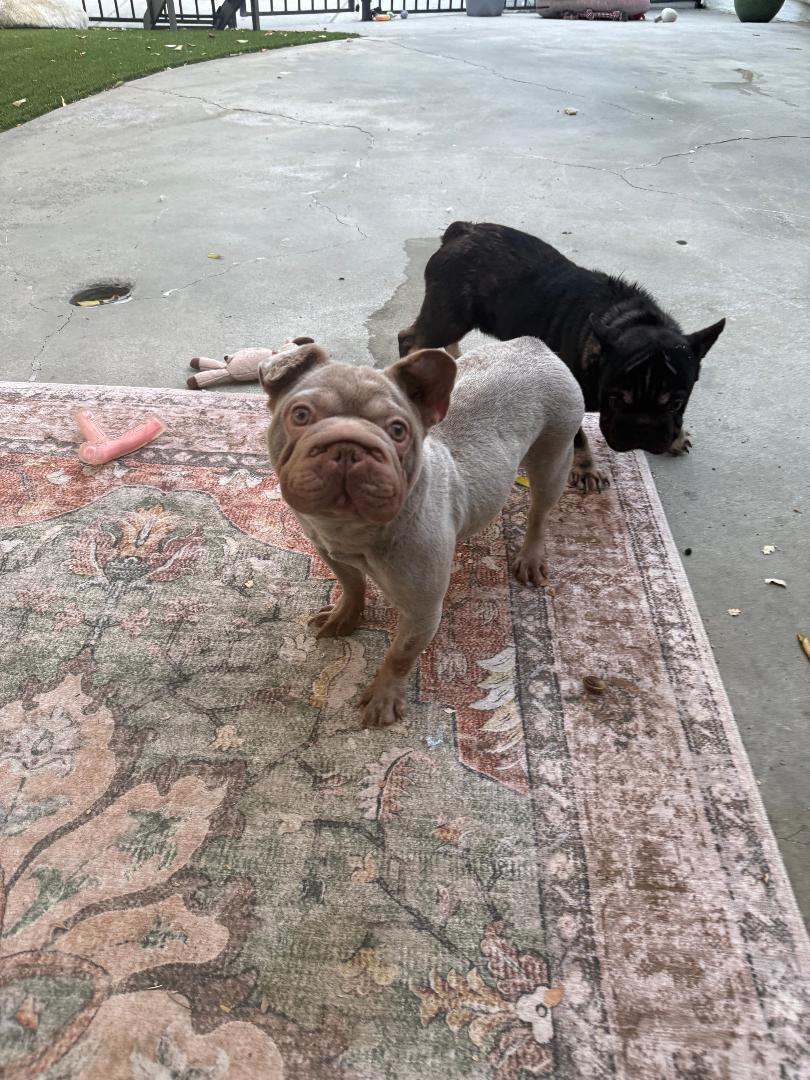 Bunny, an adoptable French Bulldog in Los Angeles, CA image 2/4