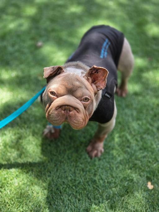 Bunny, adoptable, Adult Female French Bulldog.