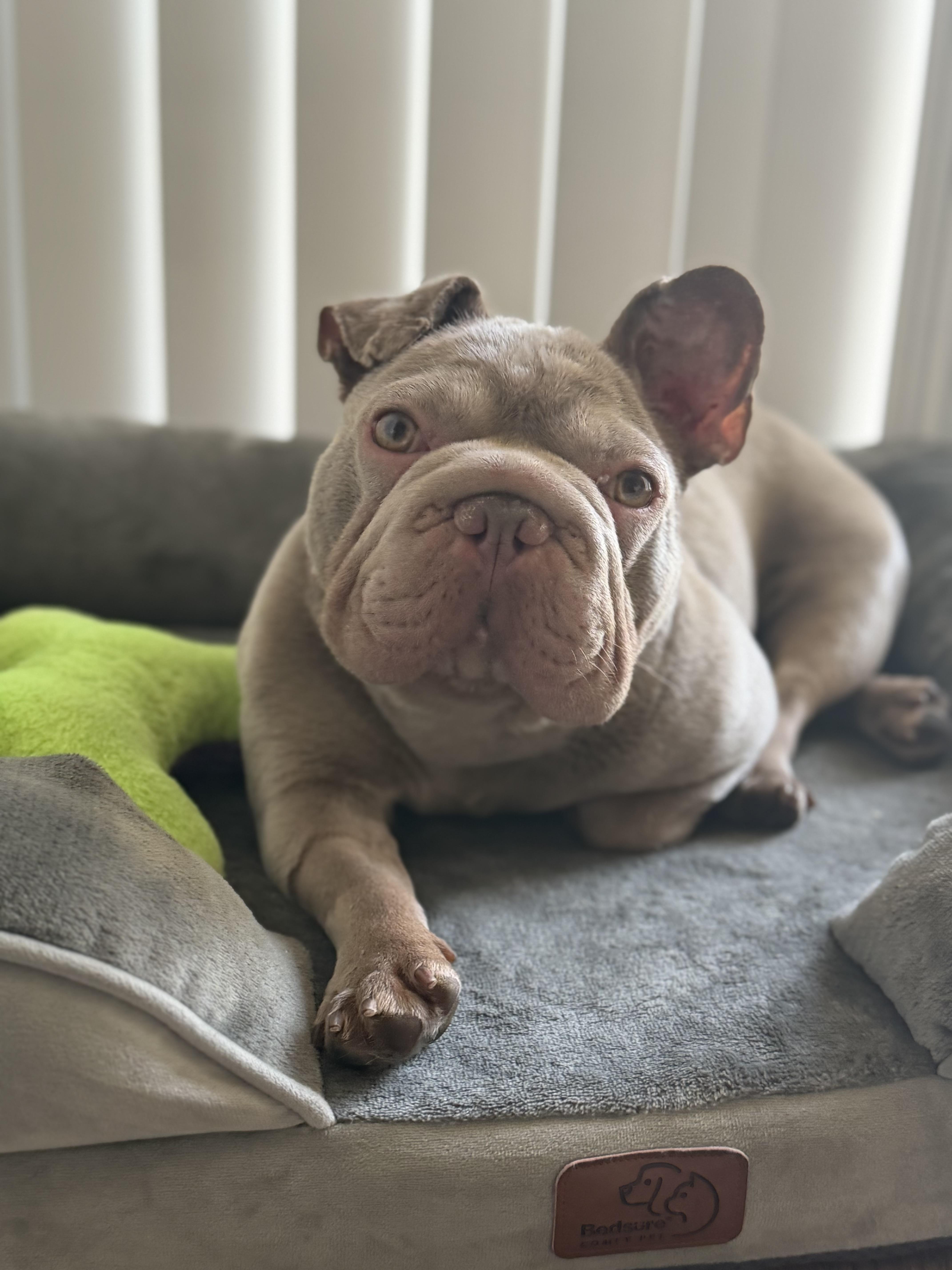 Bunny, Adopted, Adult Female French Bulldog.