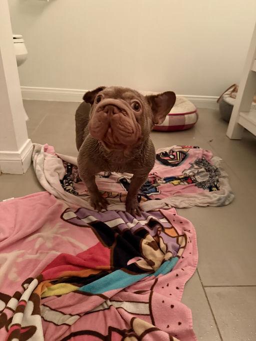 Bunny, an adoptable French Bulldog in Los Angeles, CA image 4/4