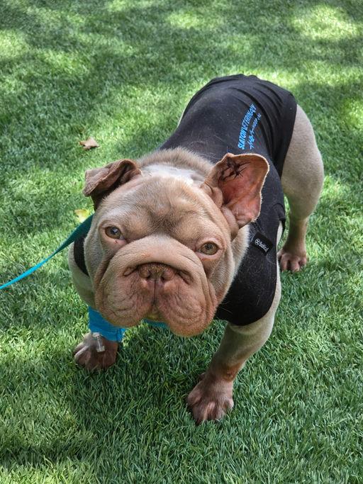 Bunny, an adoptable French Bulldog in Los Angeles, CA image 3/4