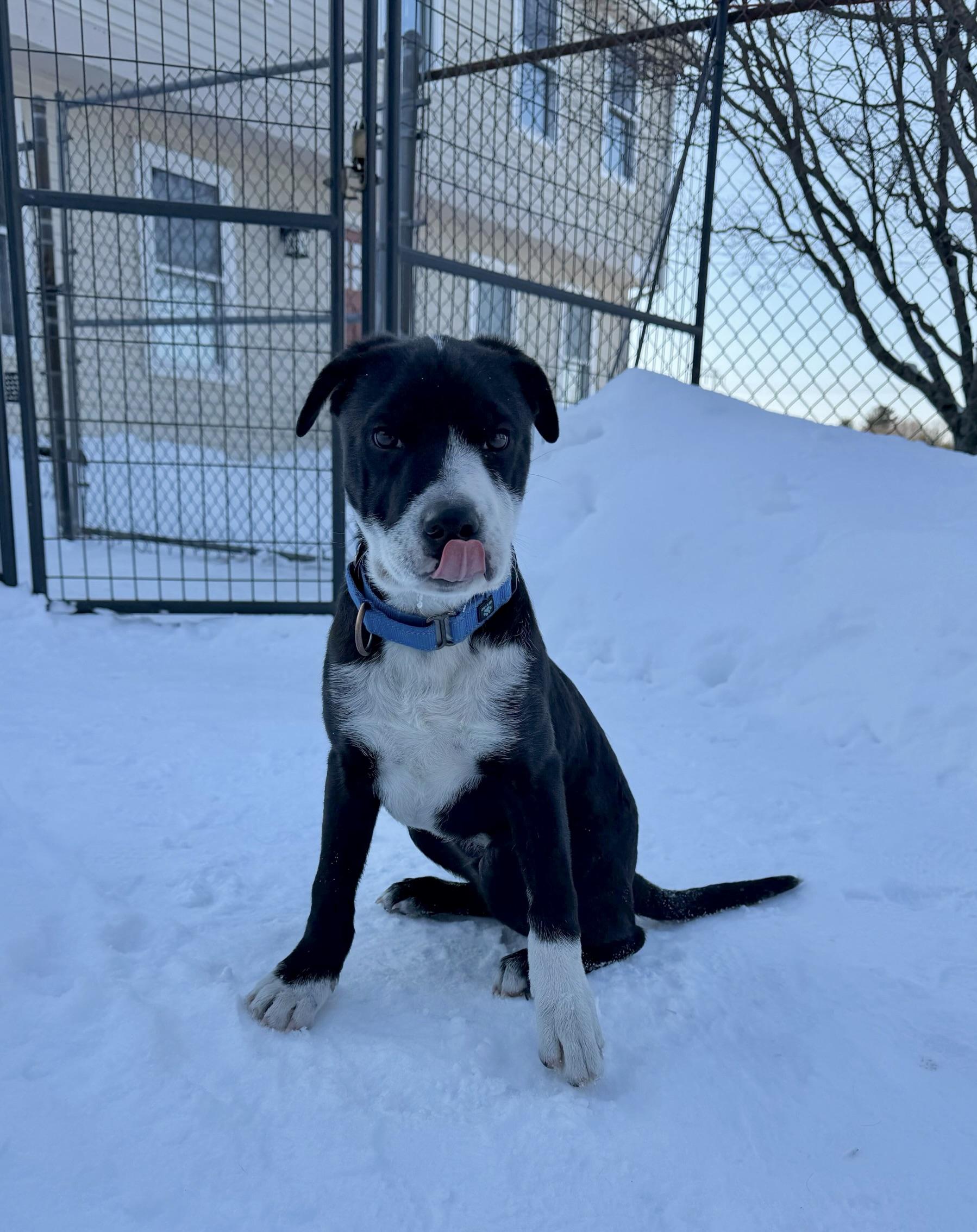 Enlarge Mojito, a ADOPTABLE mixed breed in Uxbridge, MA image 1/3