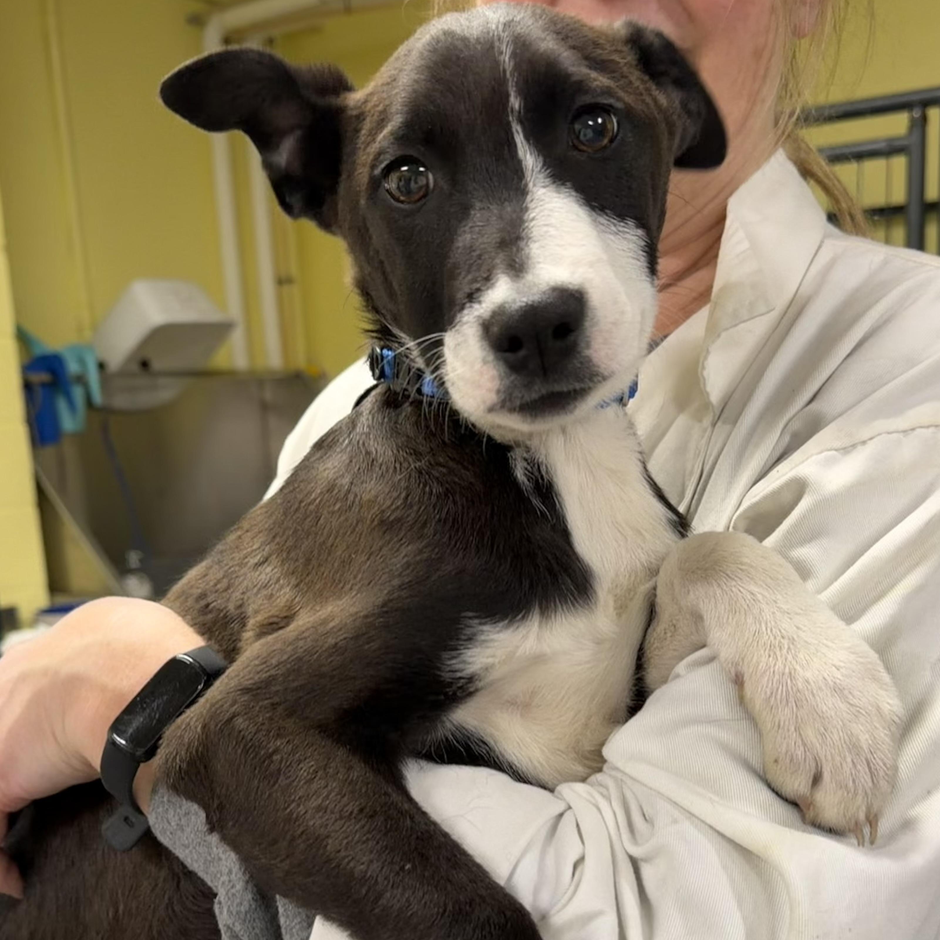 Enlarge Mojito, a ADOPTABLE mixed breed in Uxbridge, MA image 2/3