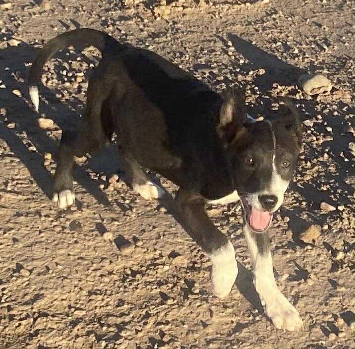 Mojito, ADOPTABLE, Puppy Male Australian Shepherd.