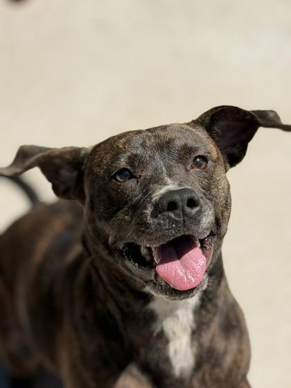 Willow, Adoptable, Adult Female Pit Bull Terrier & Mixed Breed.