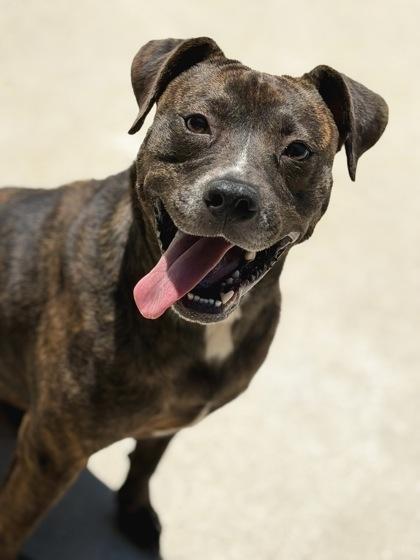 Enlarge Willow, a Adoptable mixed breed in King William, VA image 2/2