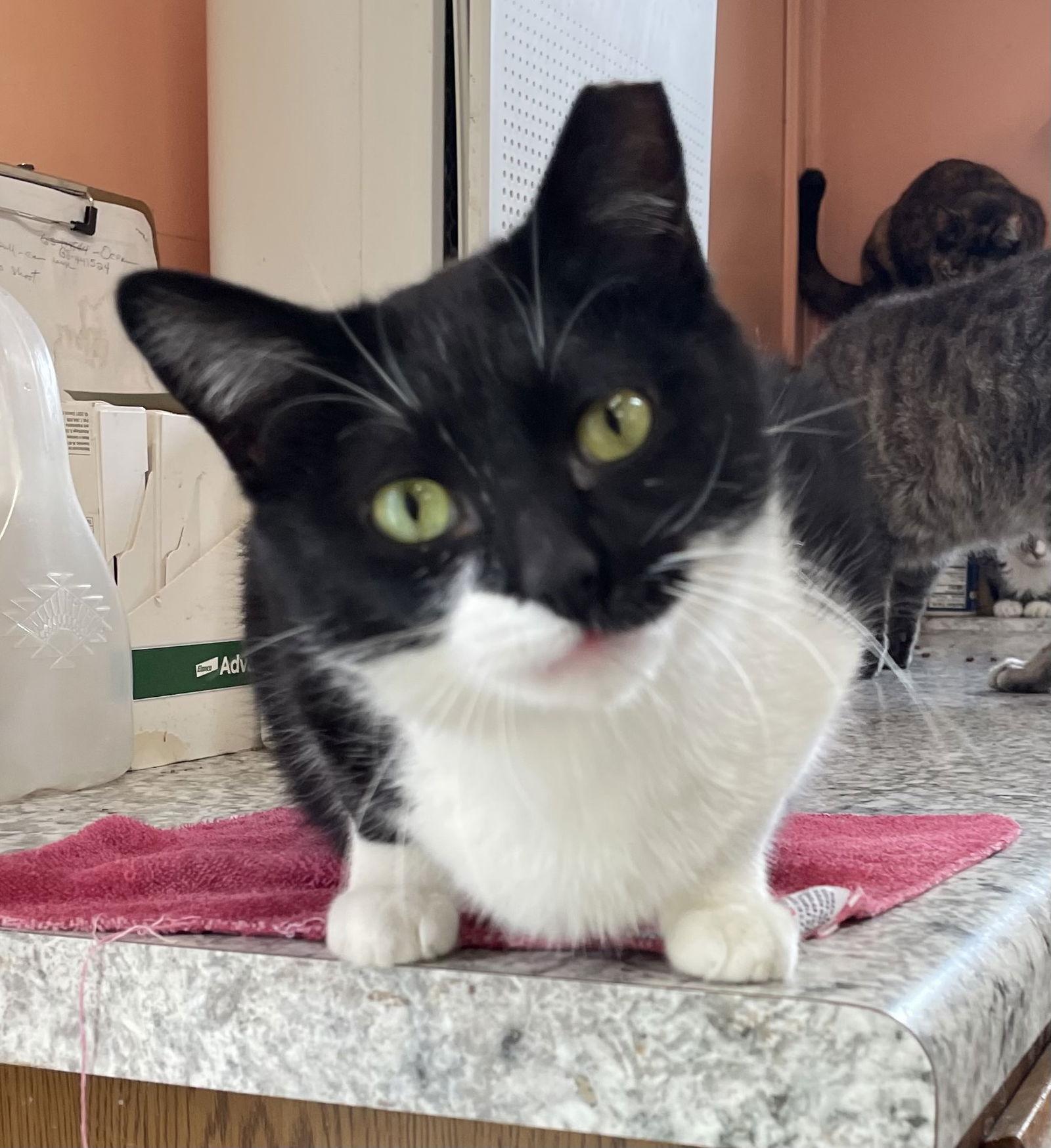 Shayna, Adoptable, Adult Female Tuxedo.