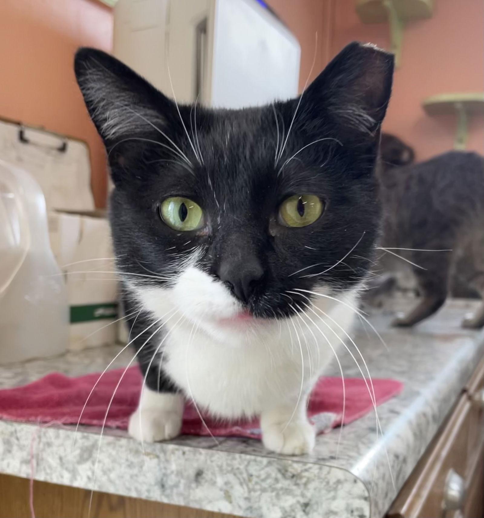 Shayna, a Adoptable Tuxedo in Maywood, IL image 2/6