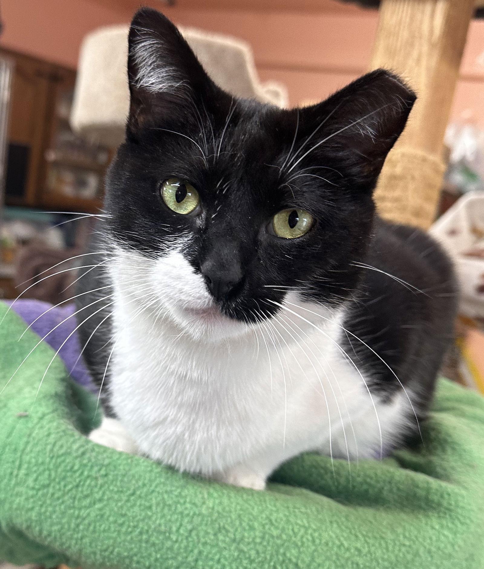 Shayna, a Adoptable Tuxedo in Maywood, IL image 3/6