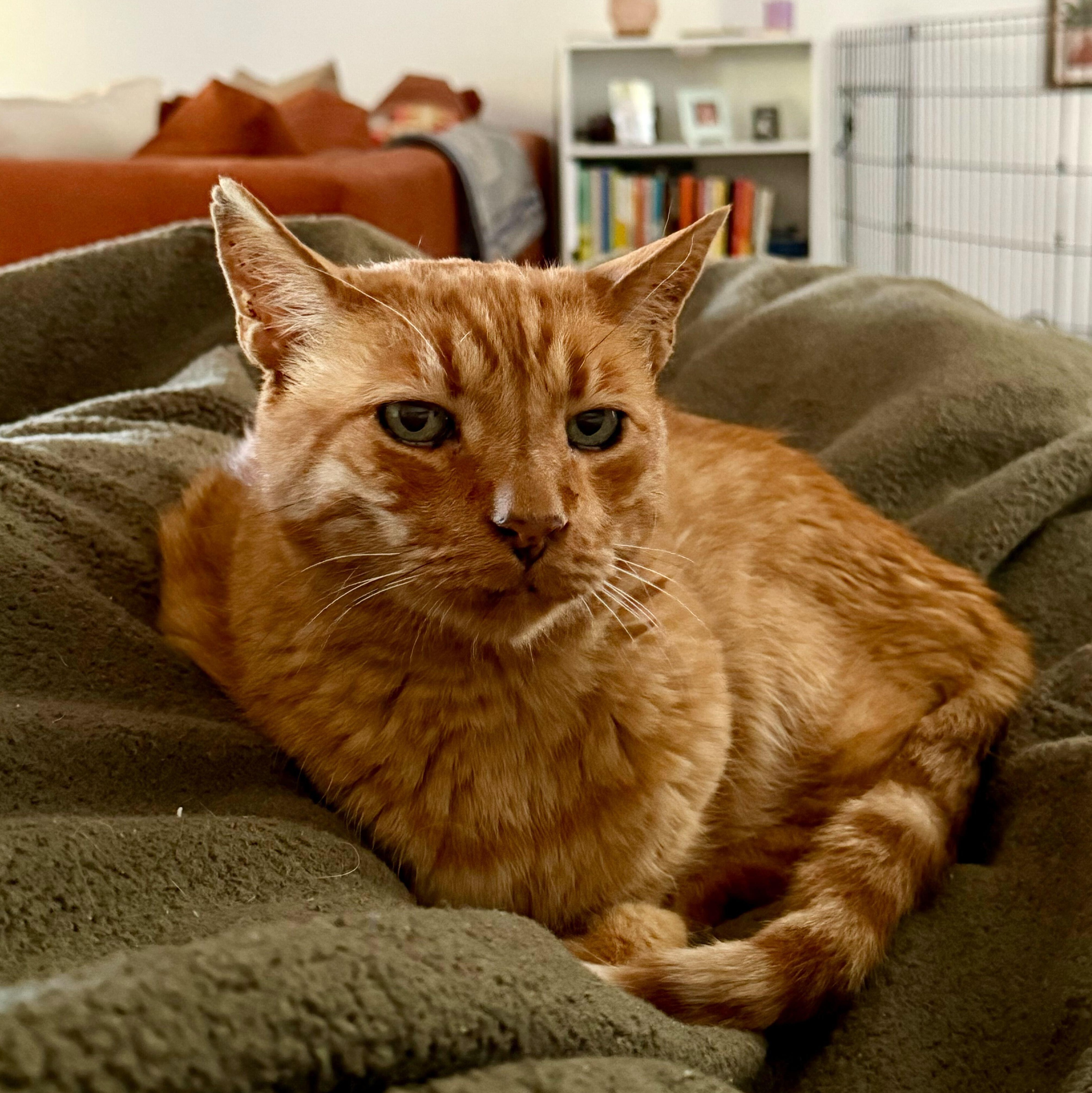 Oliver, a Adoptable Domestic Short Hair in Ridgway, CO image 6/6