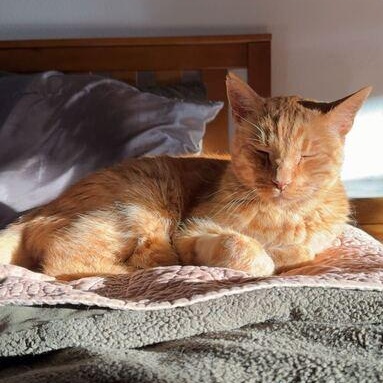 Oliver, Adoptable, Senior Male Domestic Short Hair.