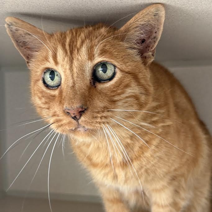 Oliver, a Adoptable Domestic Short Hair in Ridgway, CO image 5/6