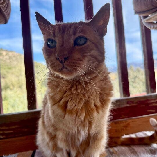 Oliver, a Adoptable Domestic Short Hair in Ridgway, CO image 2/6