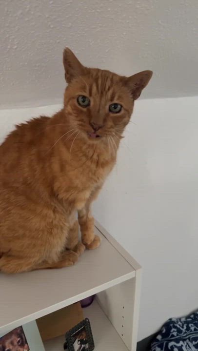 Enlarge Oliver, a Adoptable Domestic Short Hair in Ridgway, CO video 3/6