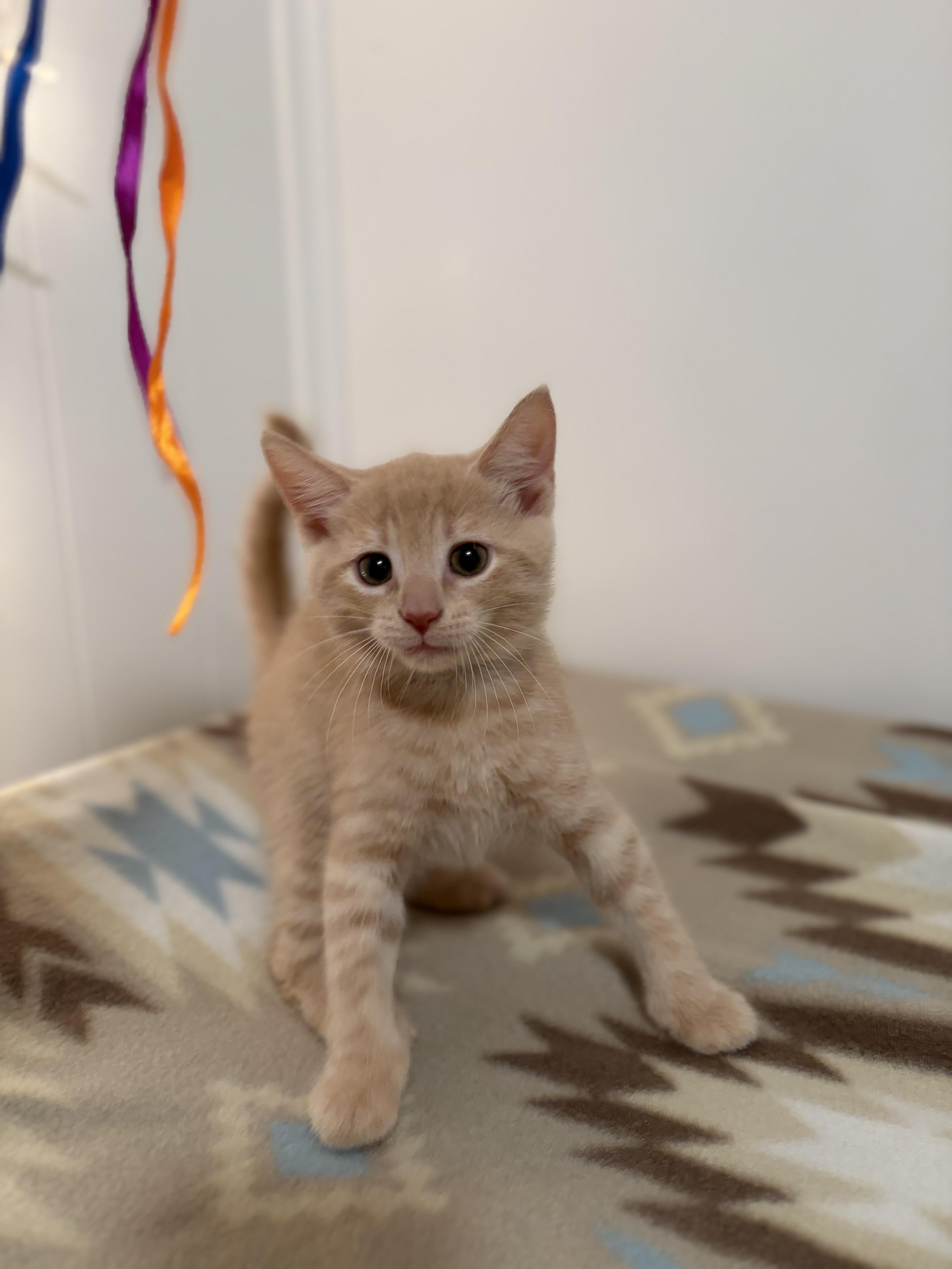 Enlarge Colby, a Adoptable Domestic Short Hair in Mechanicsburg, PA image 3/4