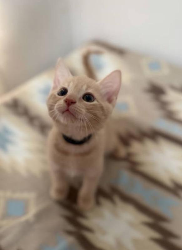 Colby, Adoptable, Kitten Male Domestic Short Hair.