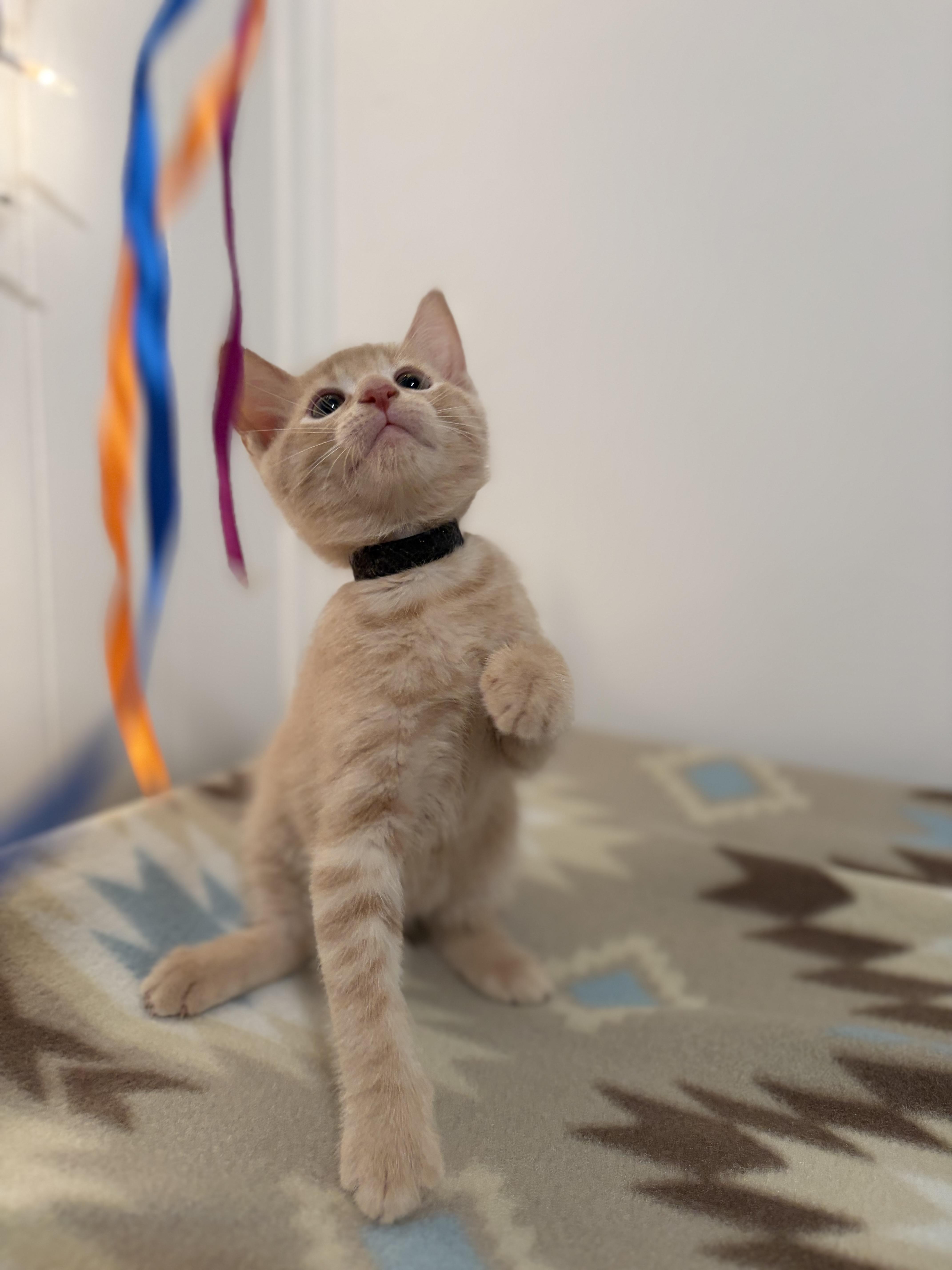 Enlarge Colby, a Adoptable Domestic Short Hair in Mechanicsburg, PA image 4/4
