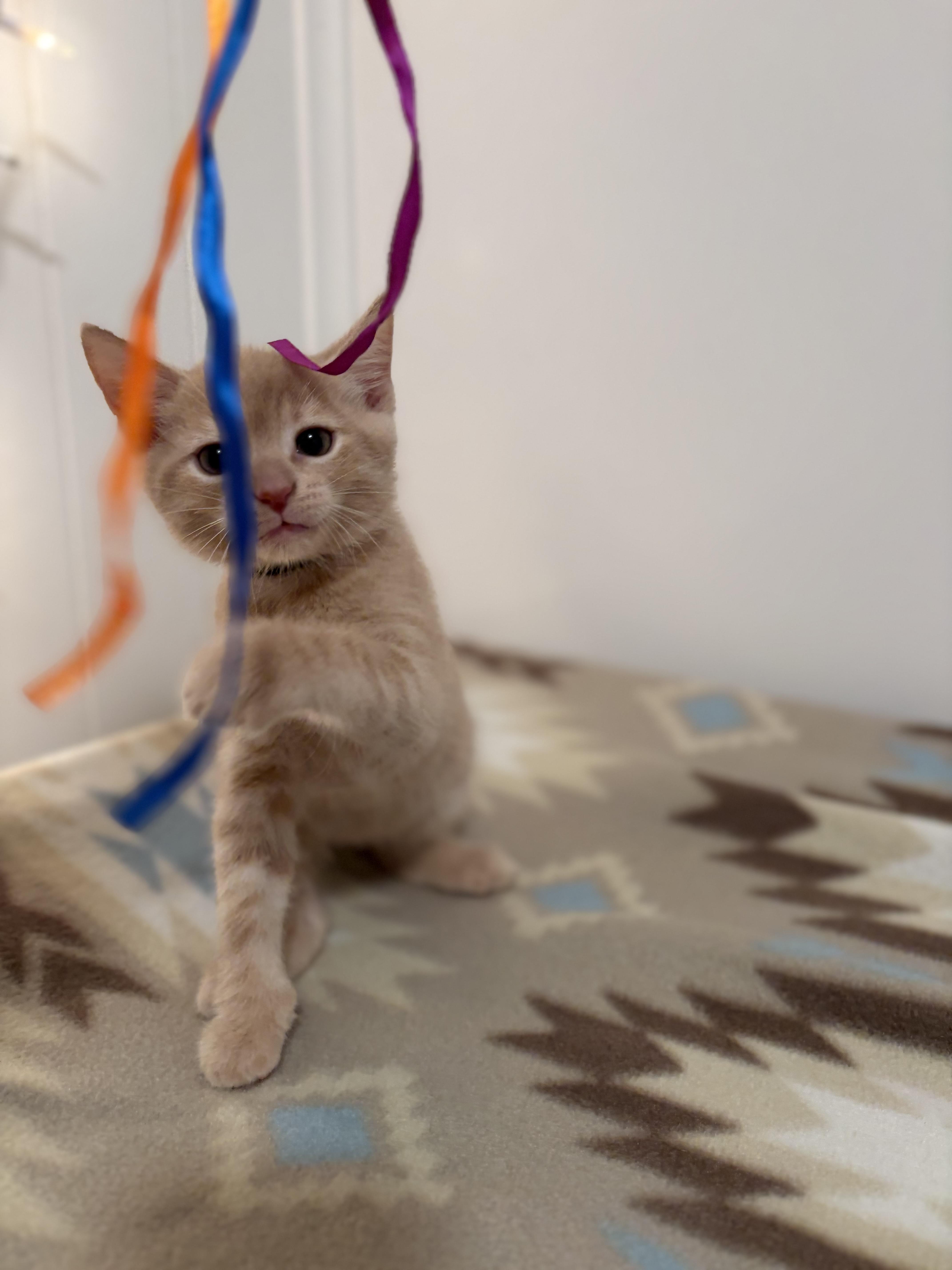Enlarge Colby, a Adoptable Domestic Short Hair in Mechanicsburg, PA image 2/4