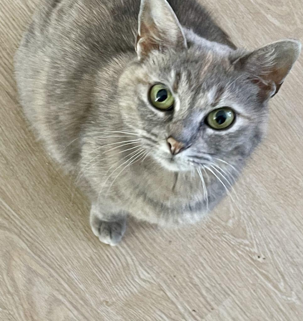 Ellie, Adult Female Dilute Tortoiseshell