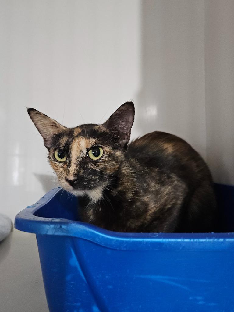 Bunny, a Adoptable mixed breed in Corpus Christi, TX image 1/2