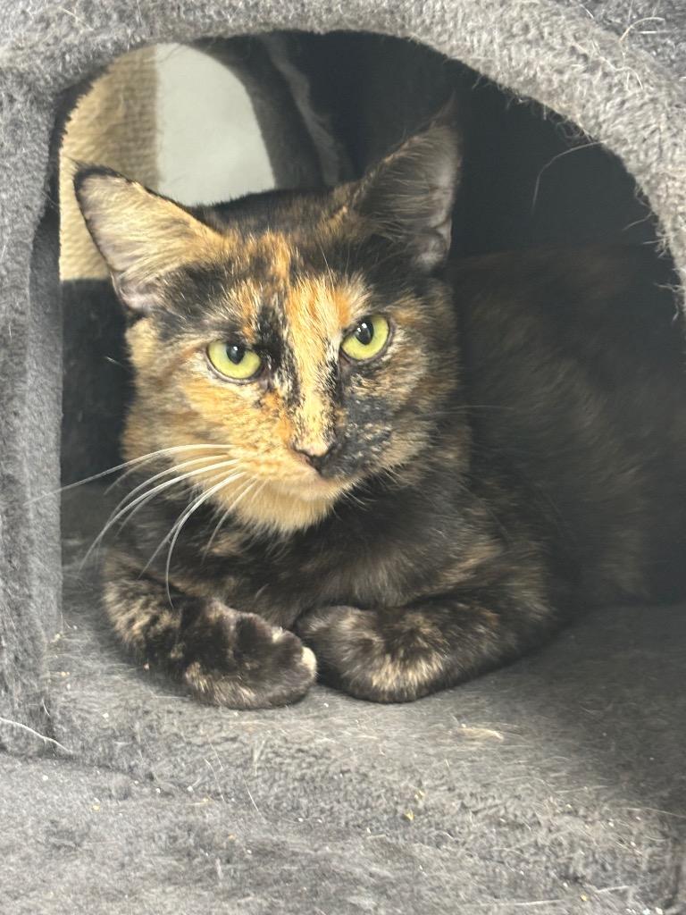 Bunny, a Adoptable mixed breed in Corpus Christi, TX image 2/2