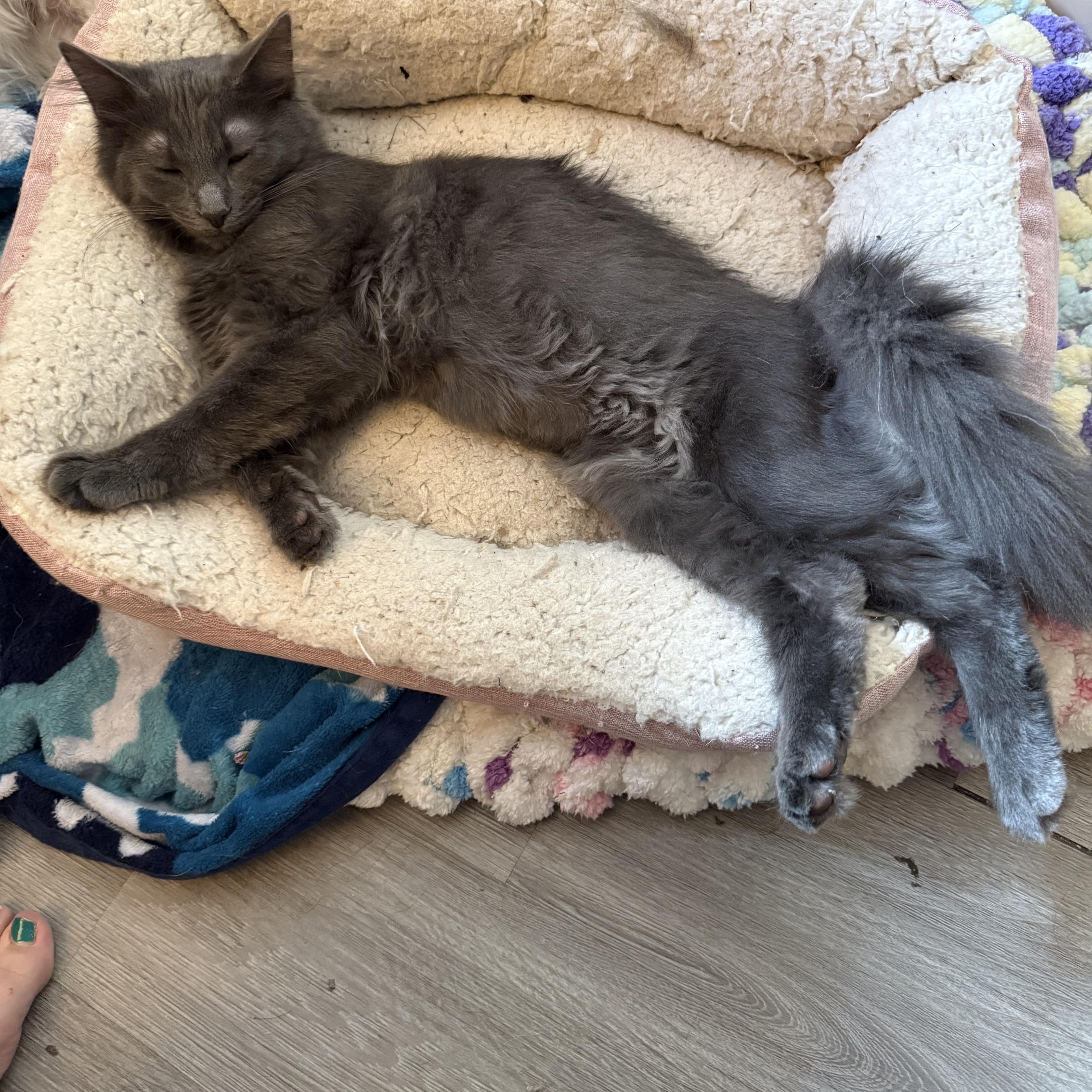Enlarge Gene, a Adoptable Domestic Long Hair in Highland, IN image 2/3