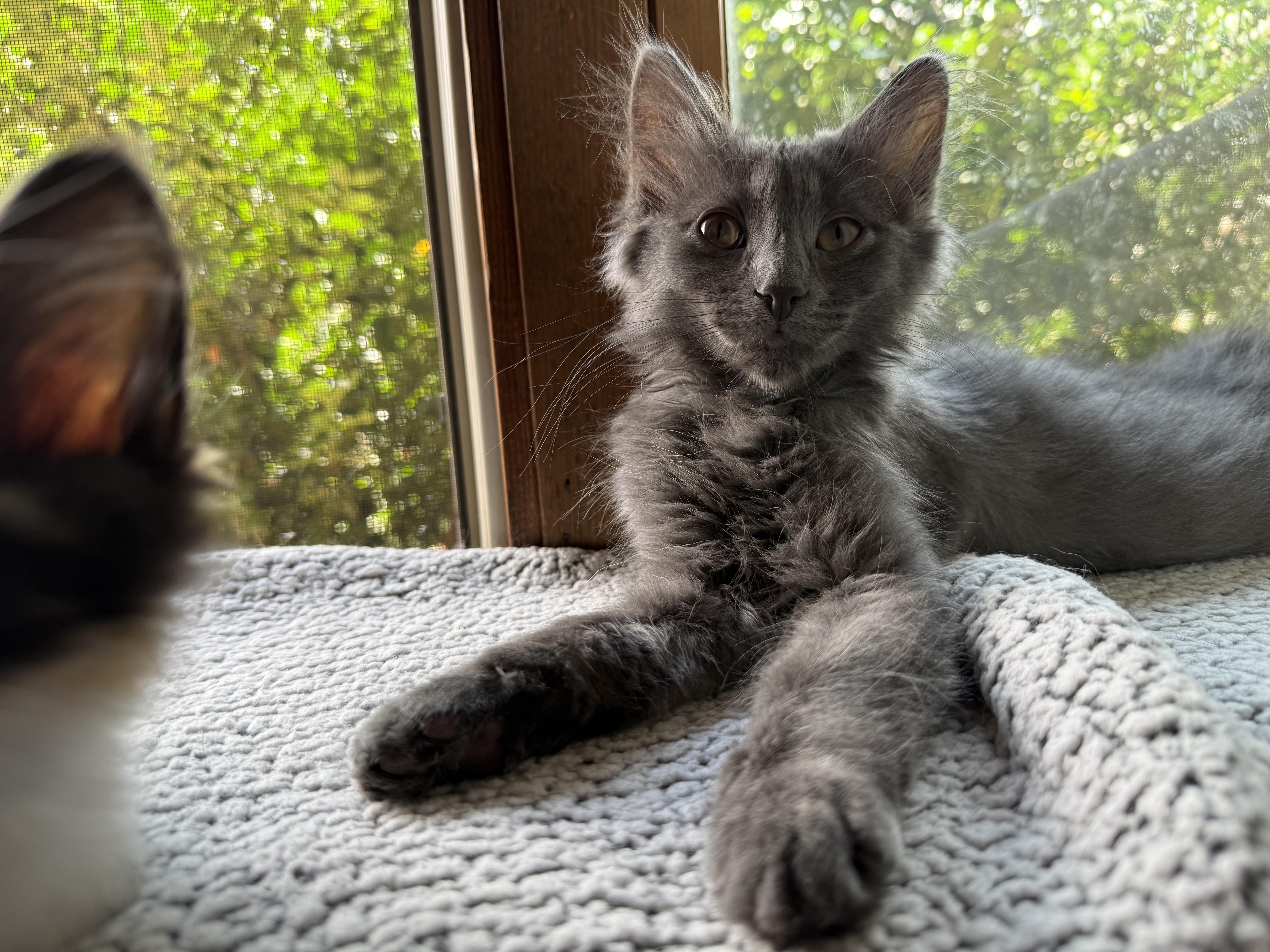 Gene, Adoptable, Young Male Domestic Long Hair.