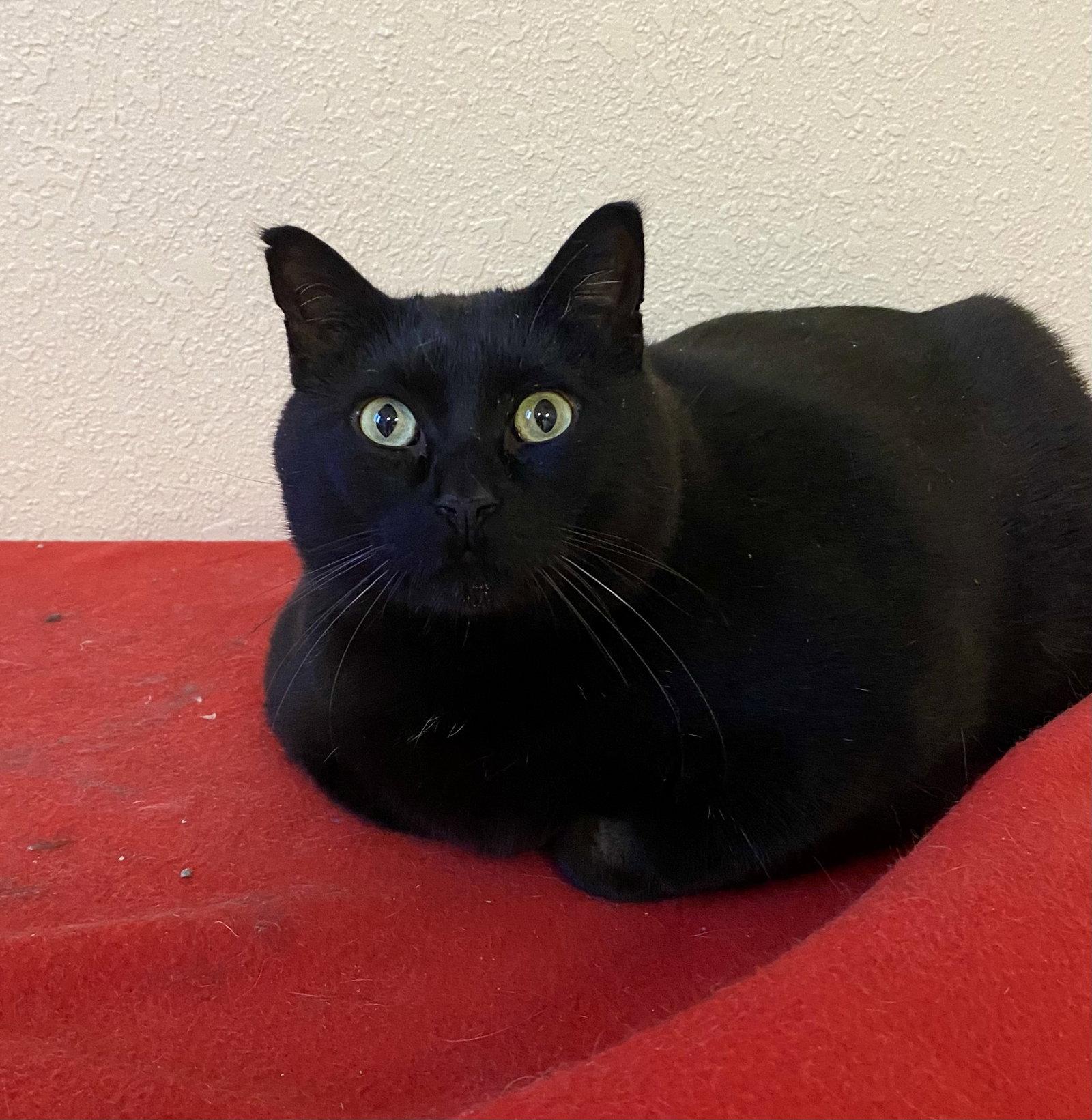 Enlarge Spirit, a Adoptable Domestic Short Hair in Fargo, ND image 1/1