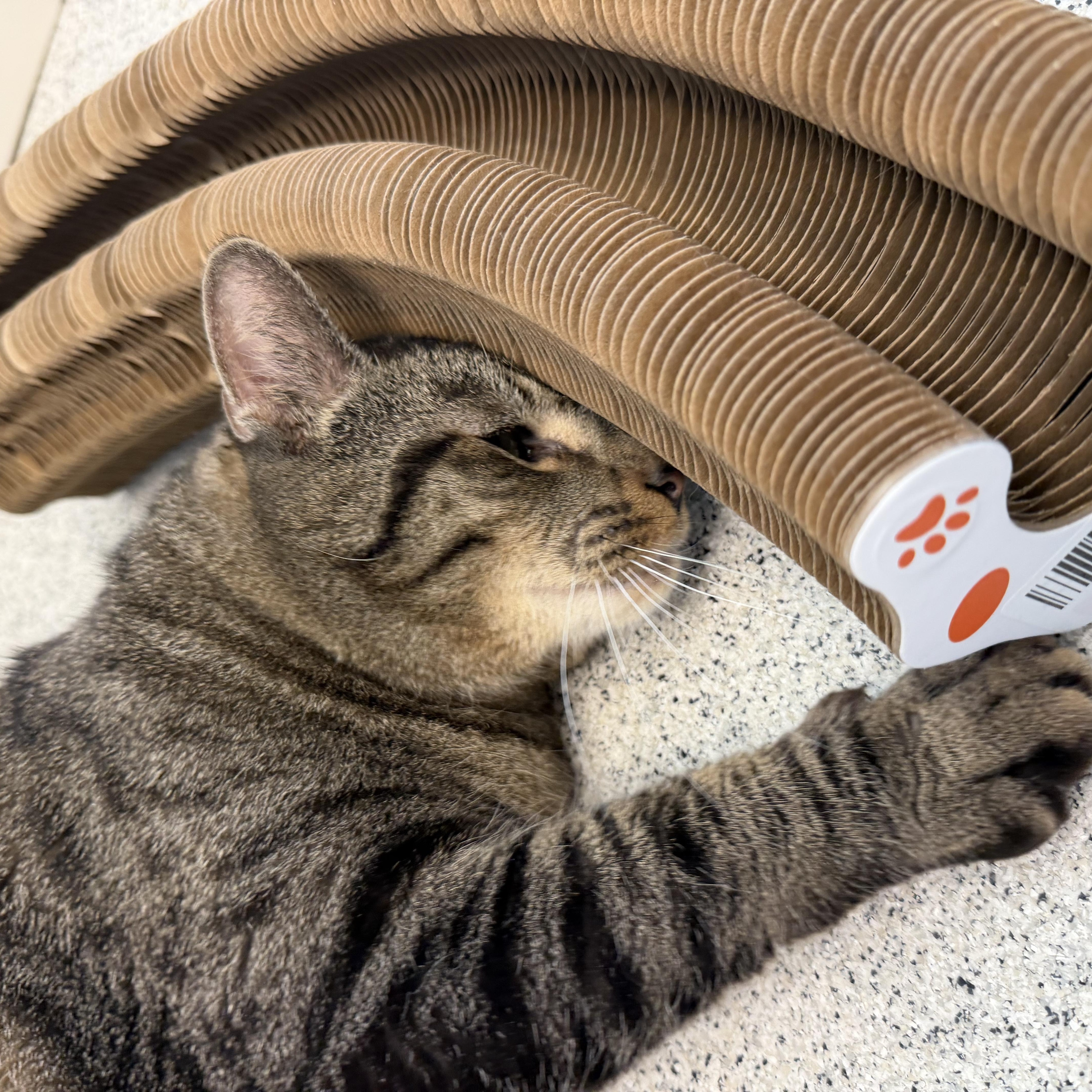 Enlarge Castiel , a ADOPTABLE Domestic Short Hair in Cooperstown, NY image 3/4