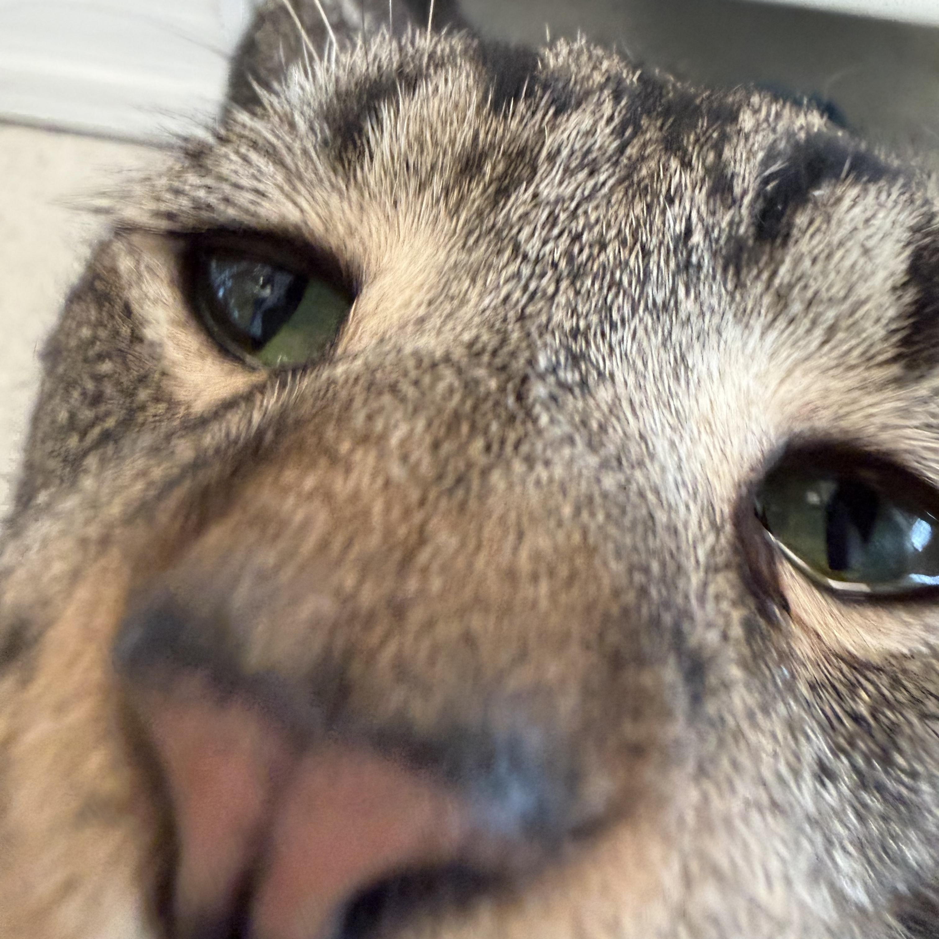 Enlarge Castiel , a ADOPTABLE Domestic Short Hair in Cooperstown, NY image 2/4