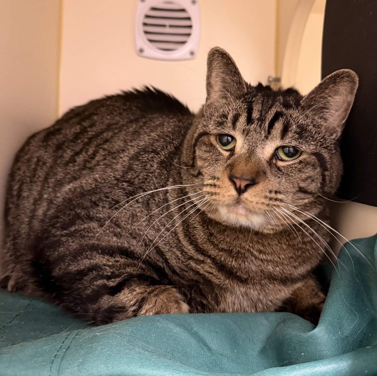 Enlarge Castiel , a ADOPTABLE Domestic Short Hair in Cooperstown, NY image 4/4