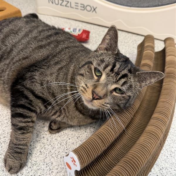 Castiel , ADOPTABLE, Senior Male Domestic Short Hair.