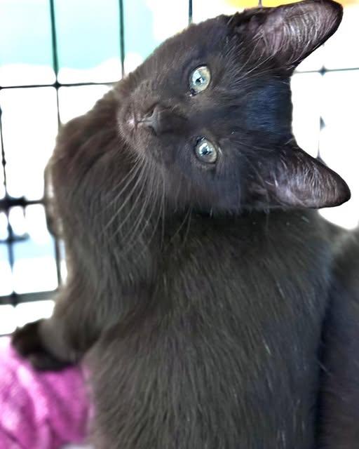 Penelope