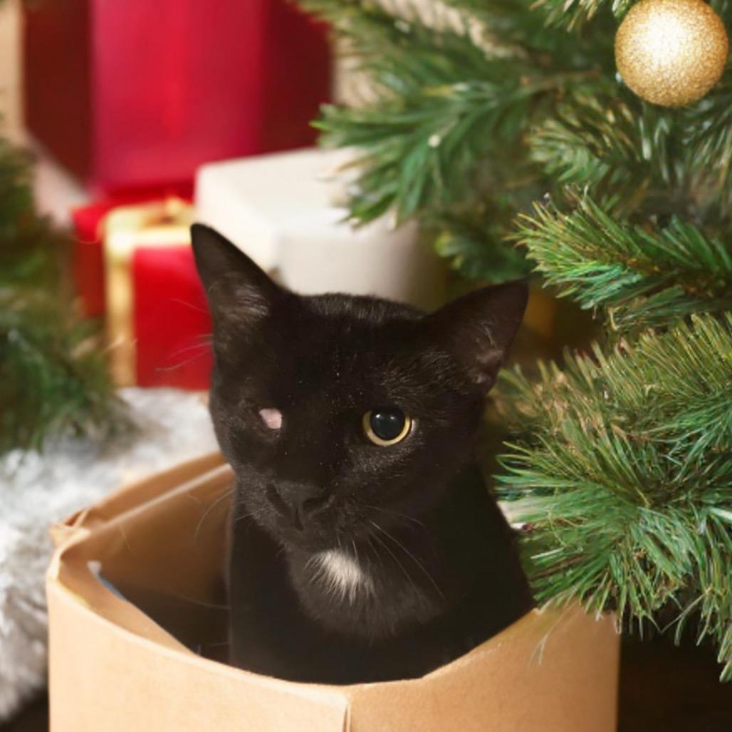 Nico, Adoptable, Adult Female Domestic Short Hair.