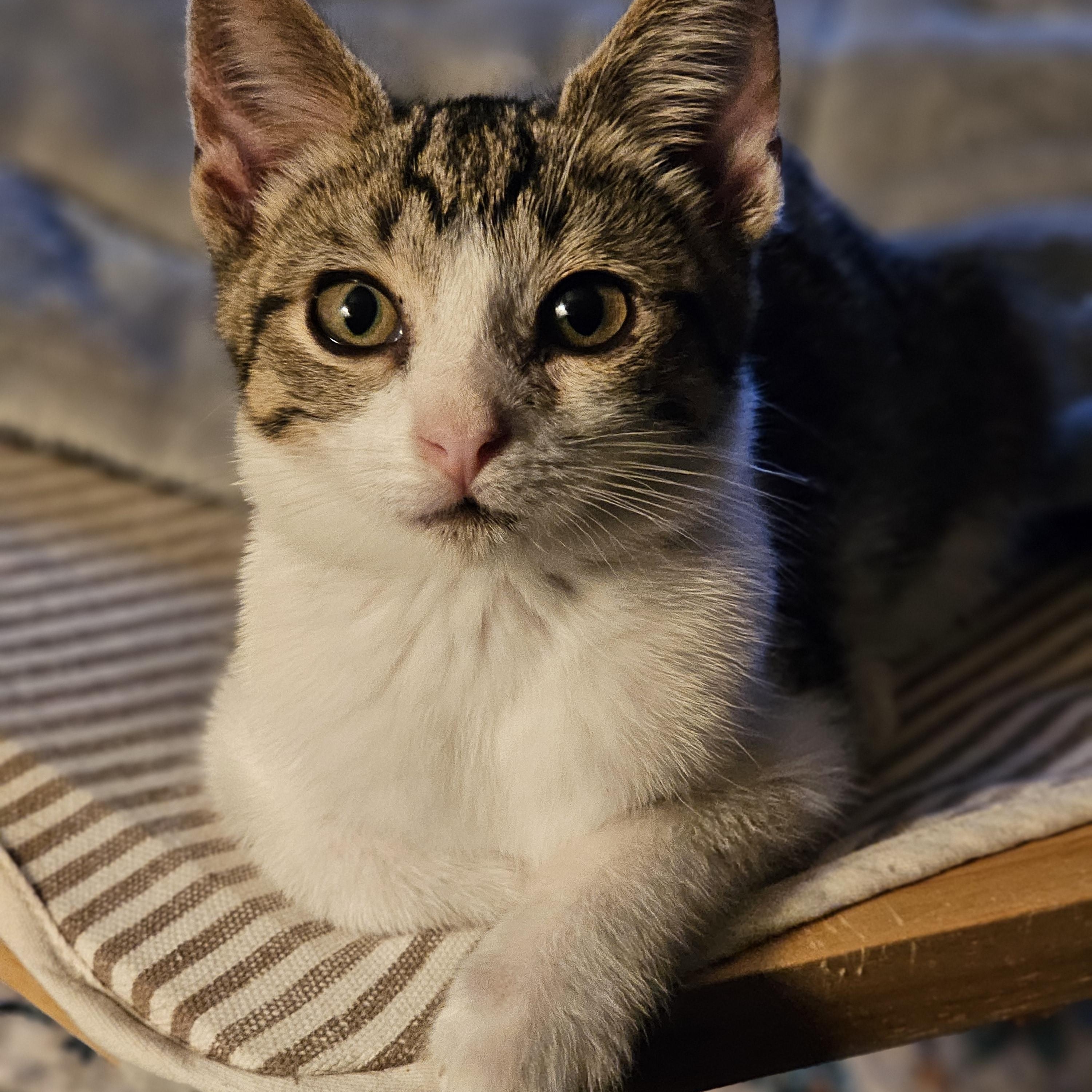 Enlarge Noodle, a Adoptable Domestic Short Hair in Toledo, OH image 1/4