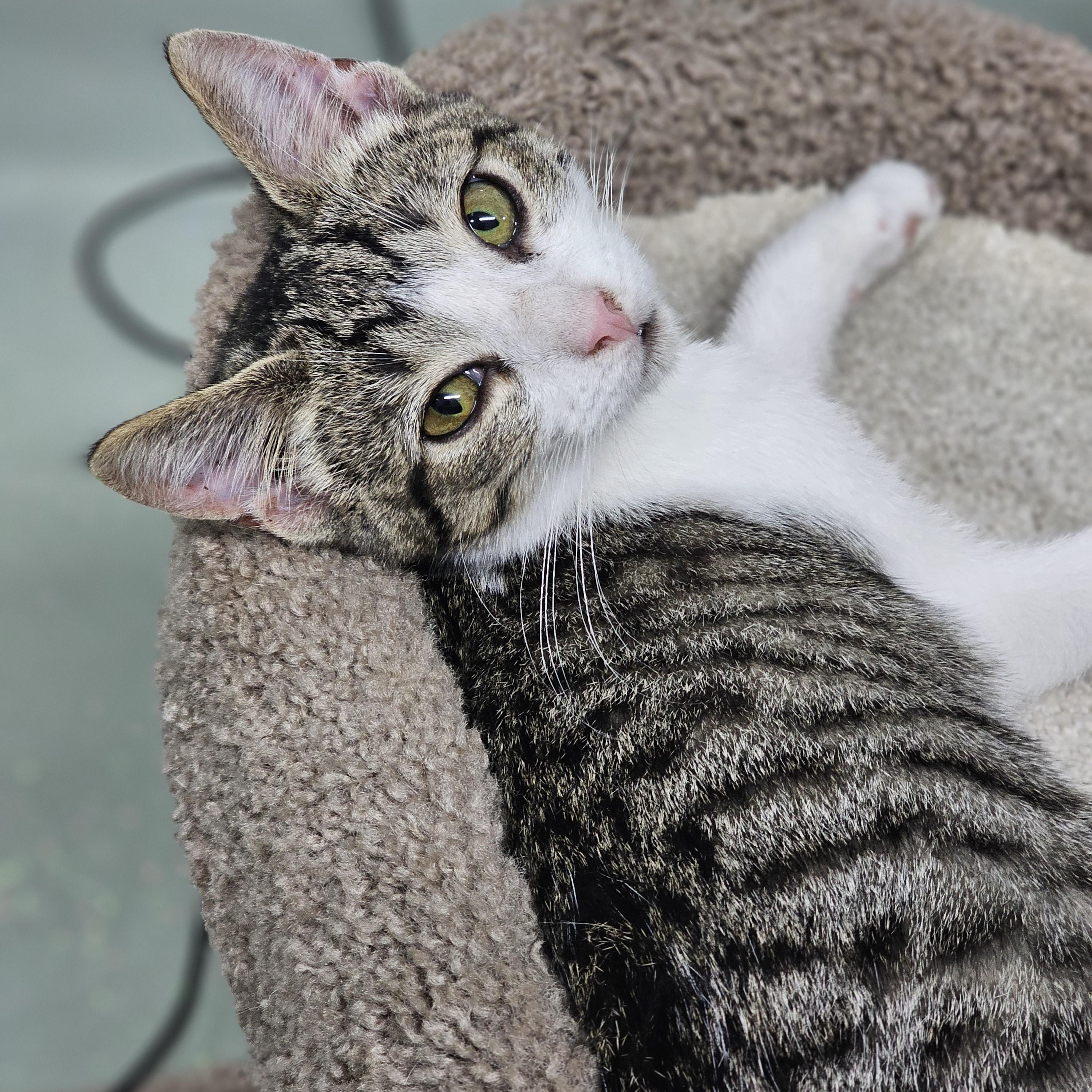 Enlarge Noodle, a Adoptable Domestic Short Hair in Toledo, OH image 4/4
