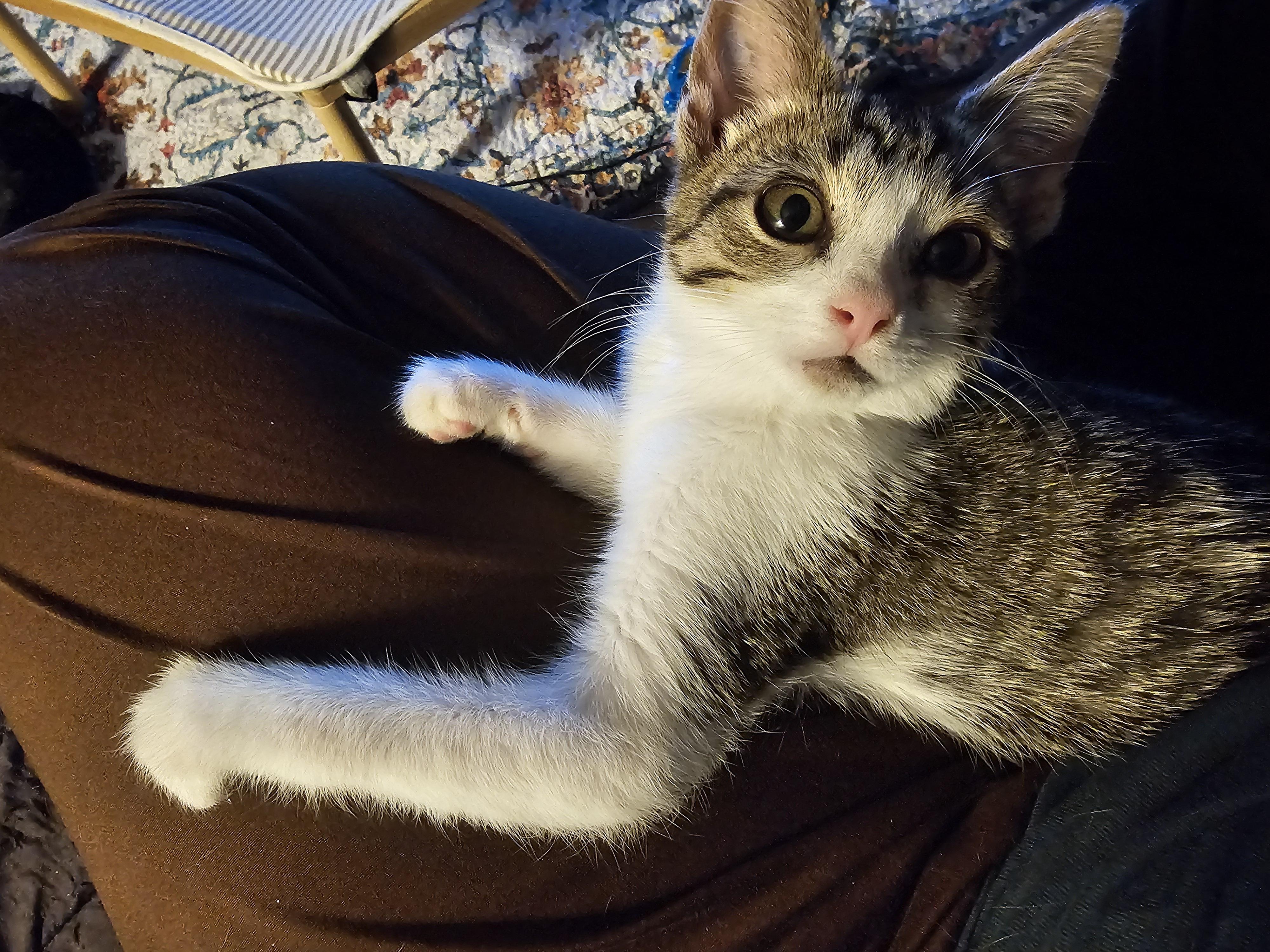 Enlarge Noodle, a Adoptable Domestic Short Hair in Toledo, OH image 2/4