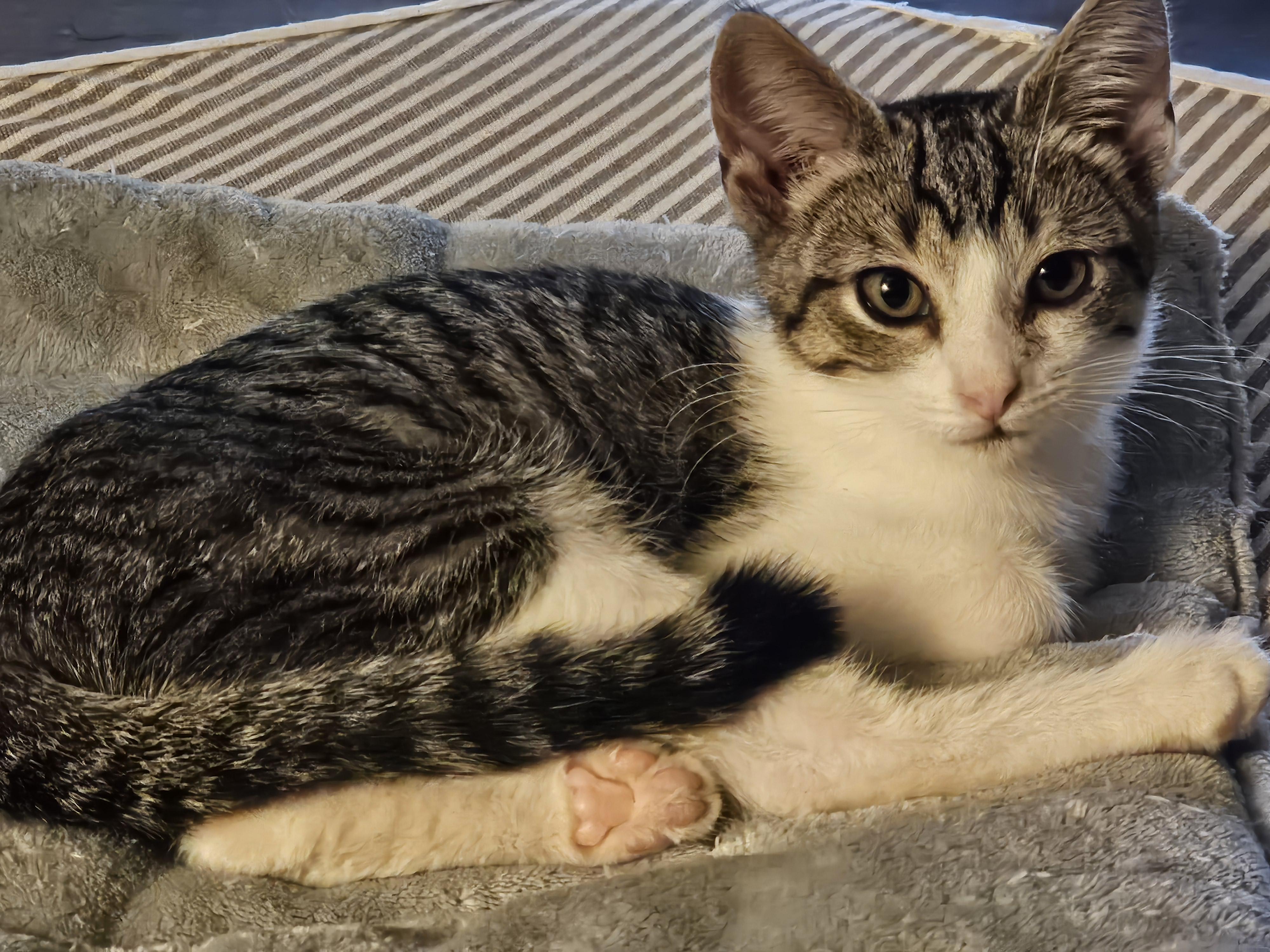 Enlarge Noodle, a Adoptable Domestic Short Hair in Toledo, OH image 3/4