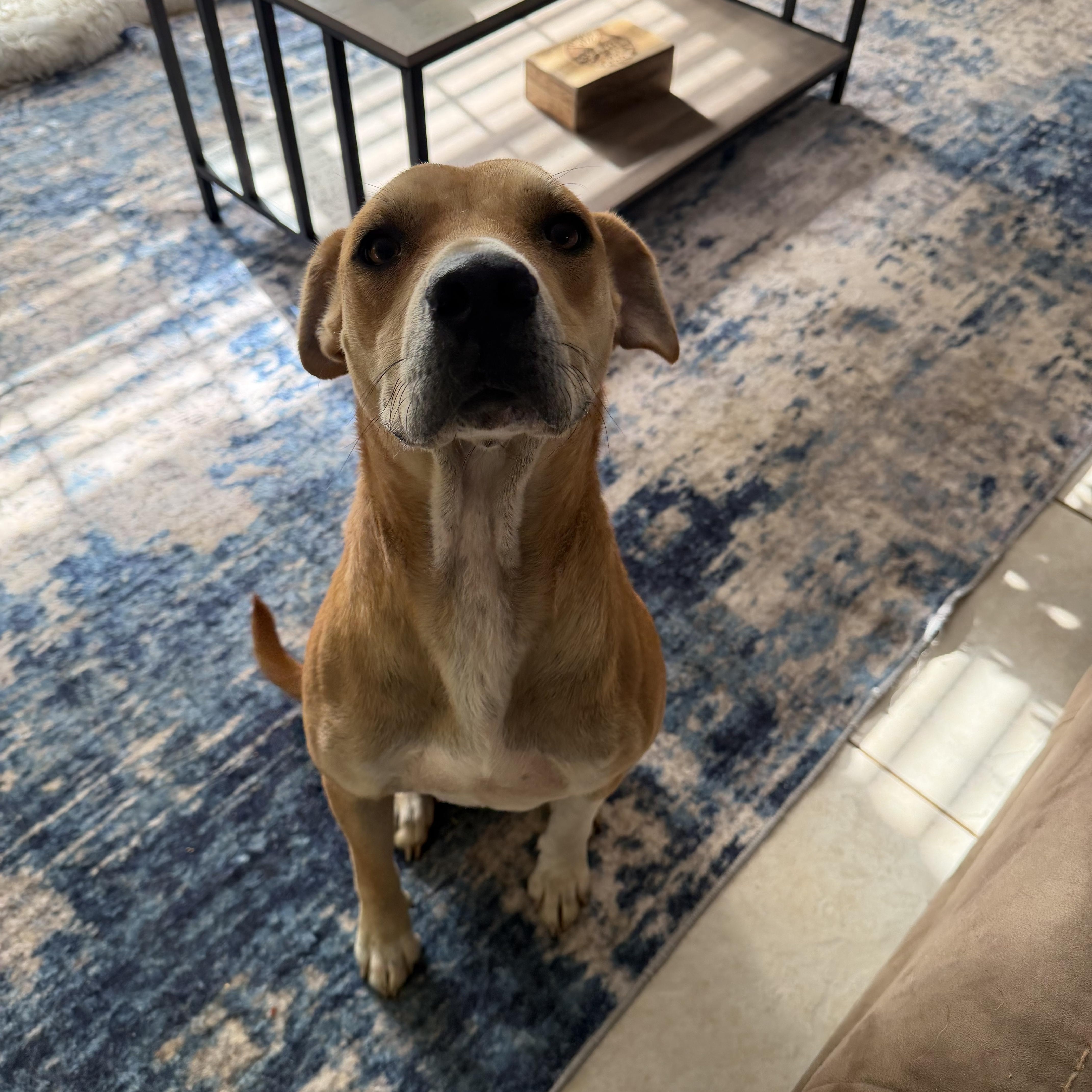 Enlarge Stella, a ADOPTABLE mixed breed in Foley, AL image 4/6