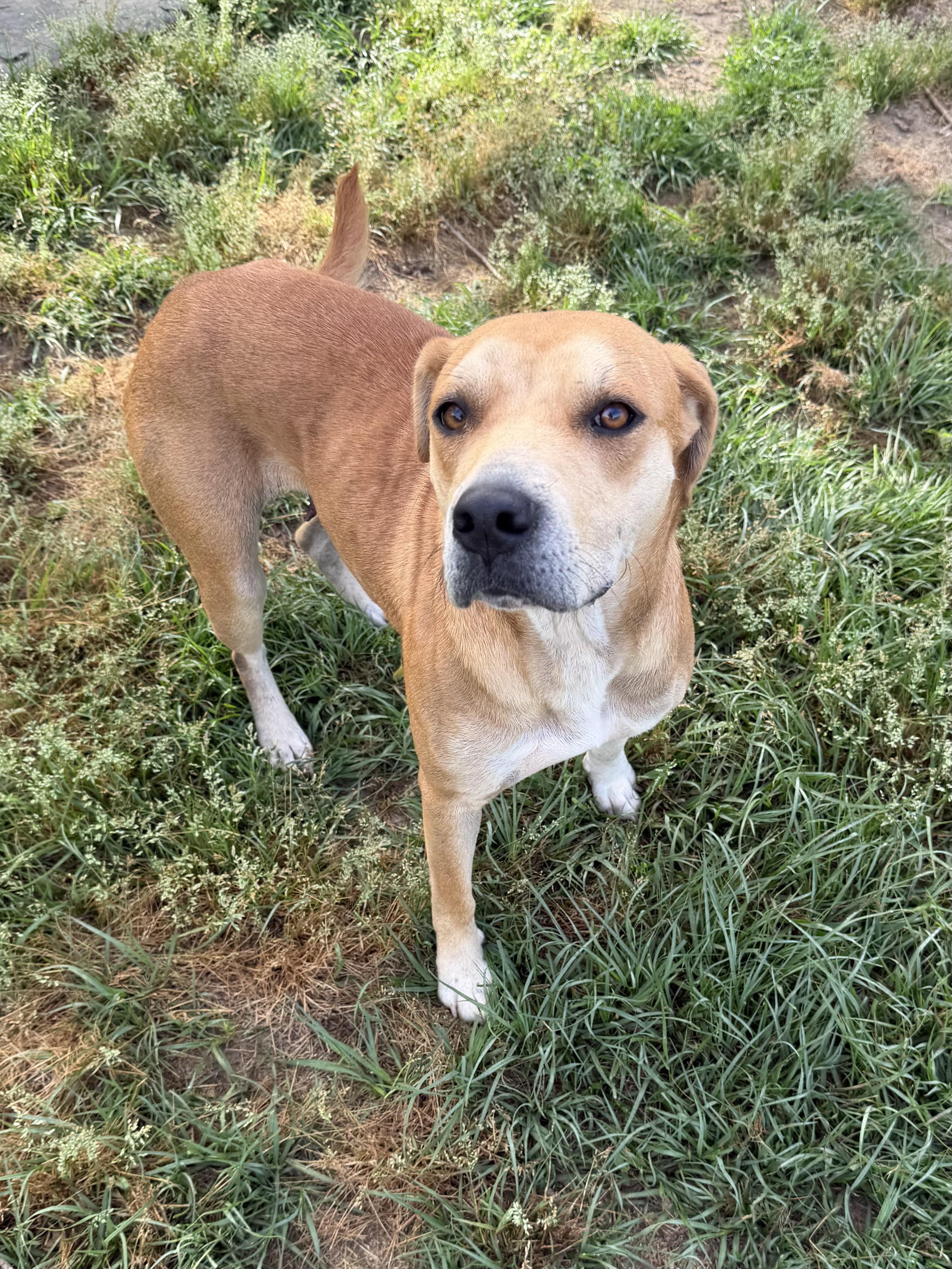 Enlarge Stella, a ADOPTABLE mixed breed in Foley, AL image 2/6
