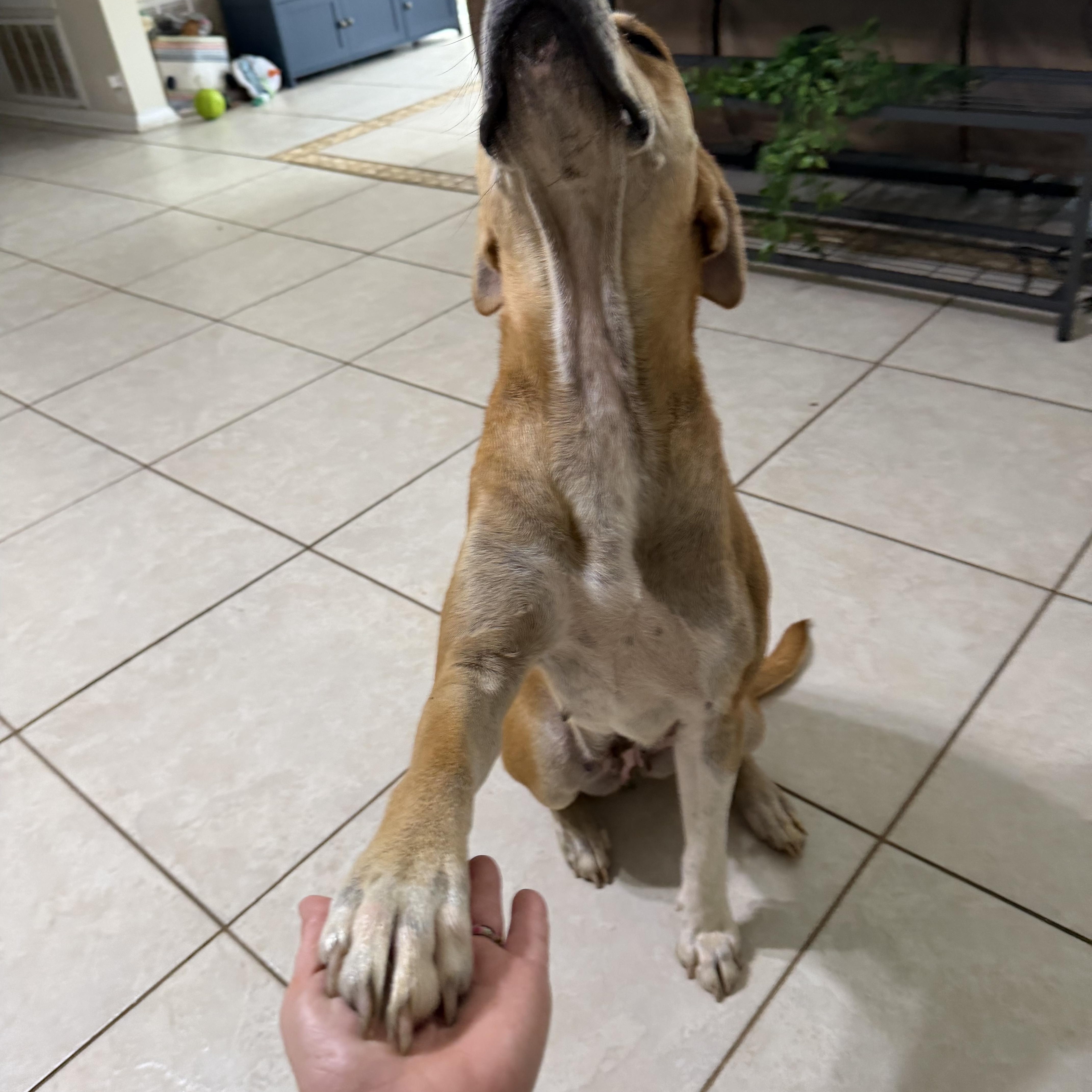 Enlarge Stella, a ADOPTABLE mixed breed in Foley, AL image 6/6