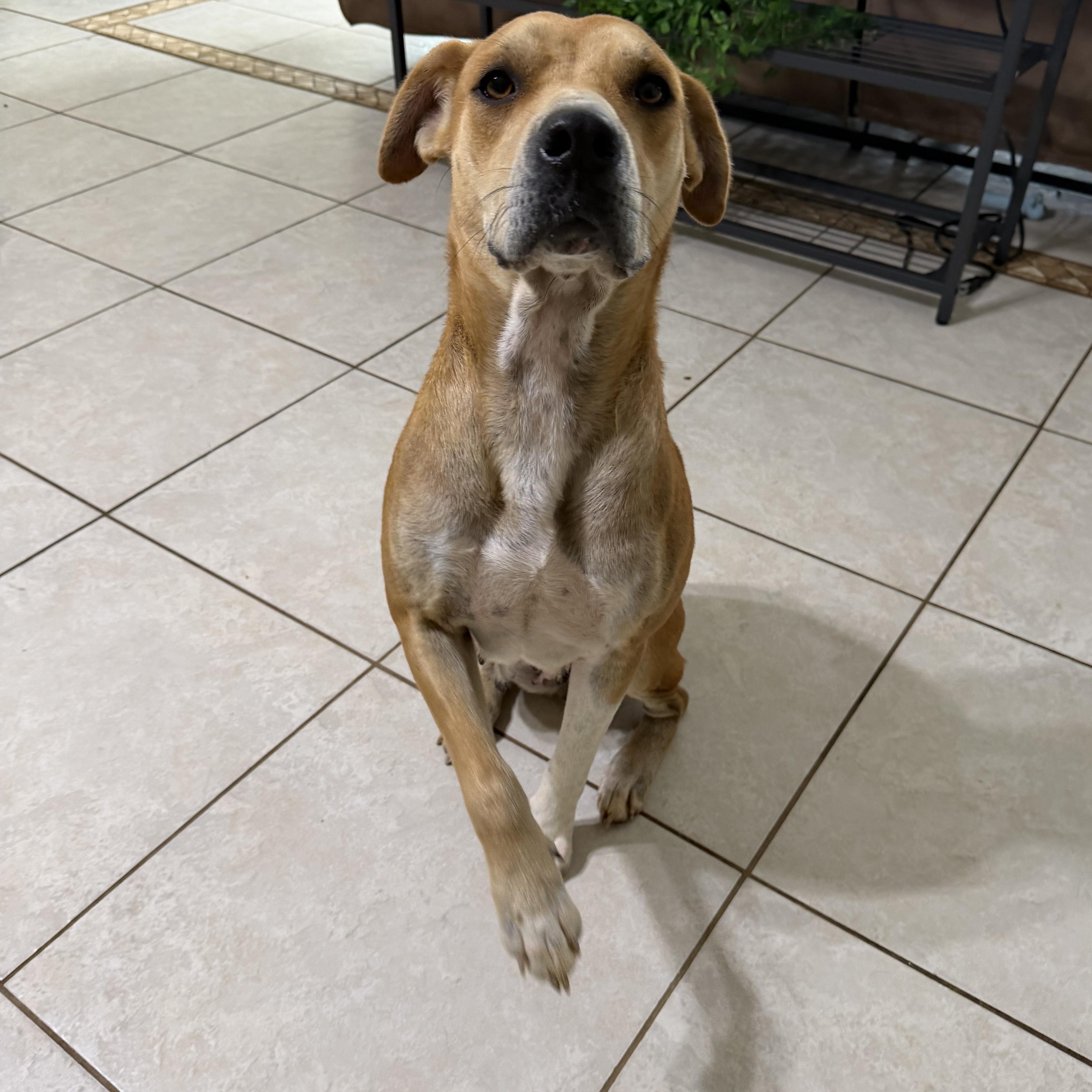 Enlarge Stella, a ADOPTABLE mixed breed in Foley, AL image 5/6