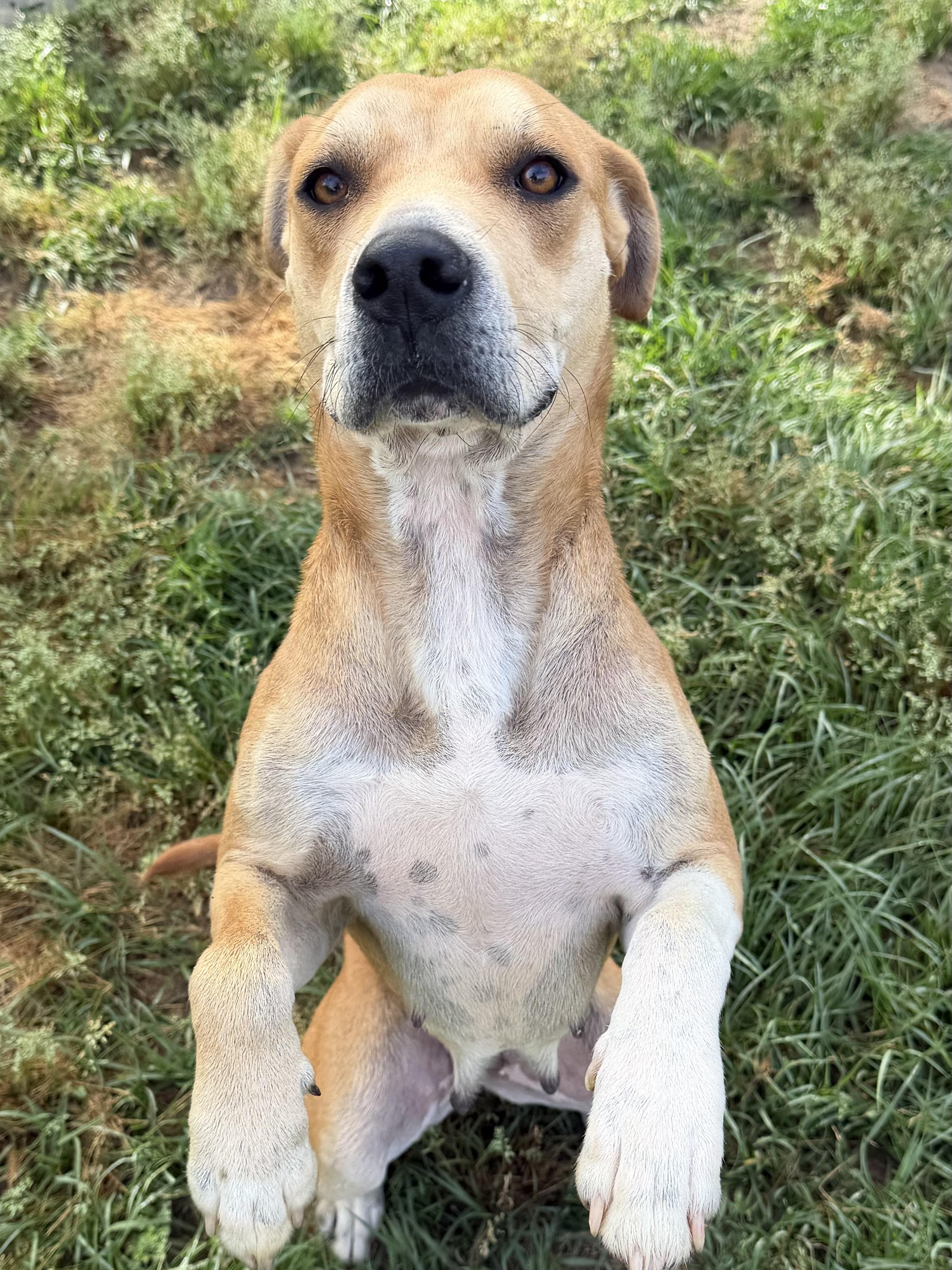 Enlarge Stella, a ADOPTABLE mixed breed in Foley, AL image 3/6