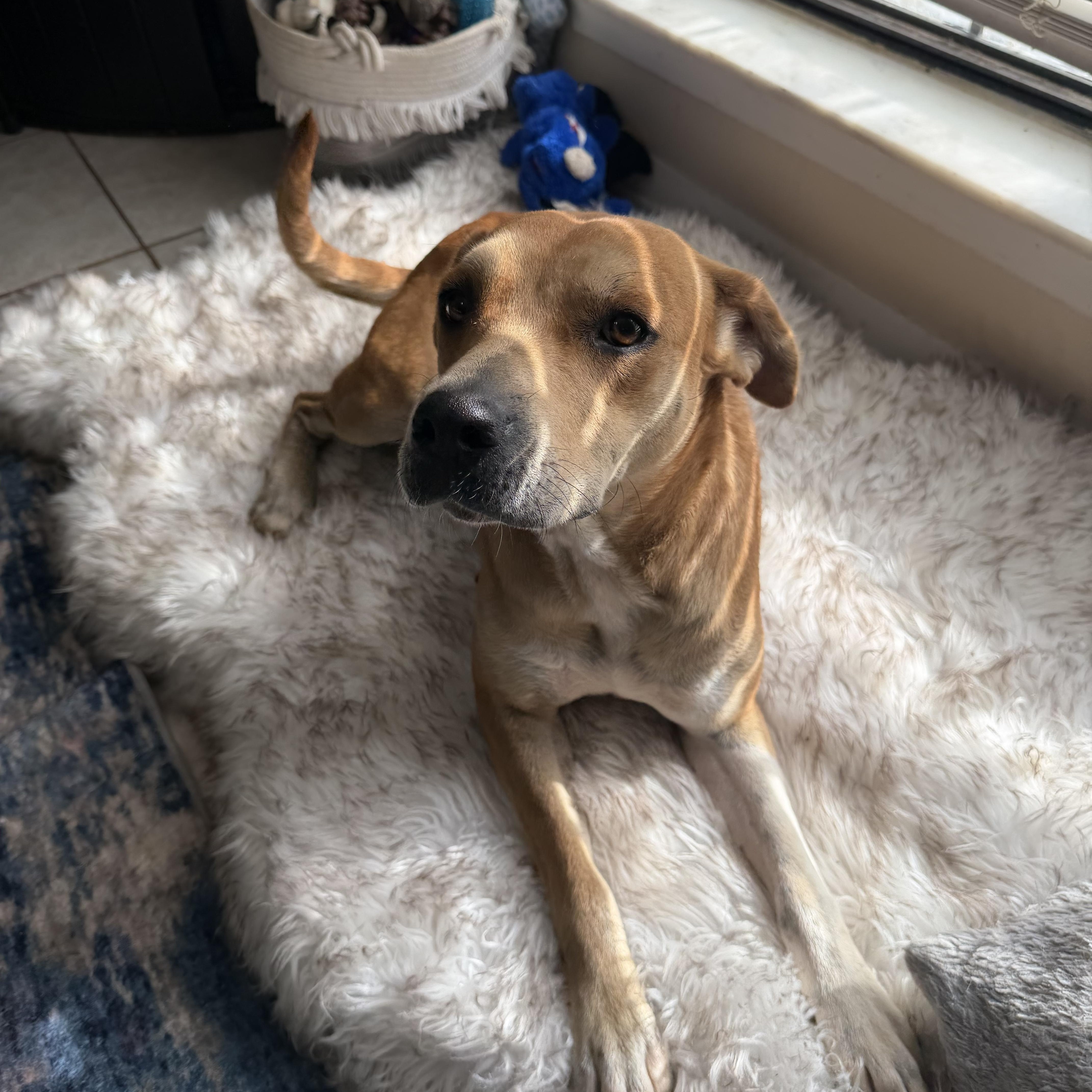 Enlarge Stella, a ADOPTABLE mixed breed in Foley, AL image 1/6