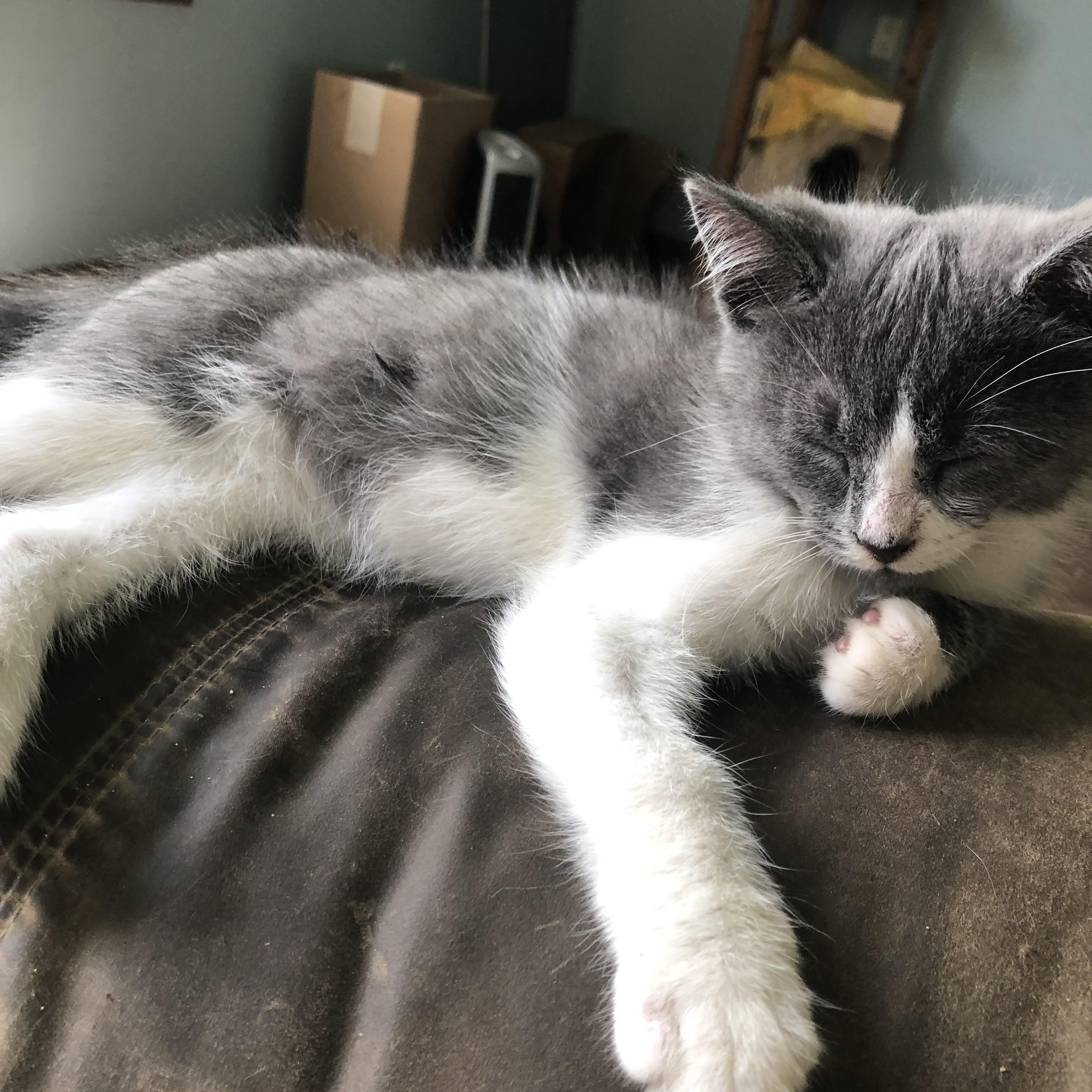 New Furze: a Fuzzy, Roly-Poly ADORABULLLL Kitten whose frequent "fails"/falls will make you LOL! photo 2