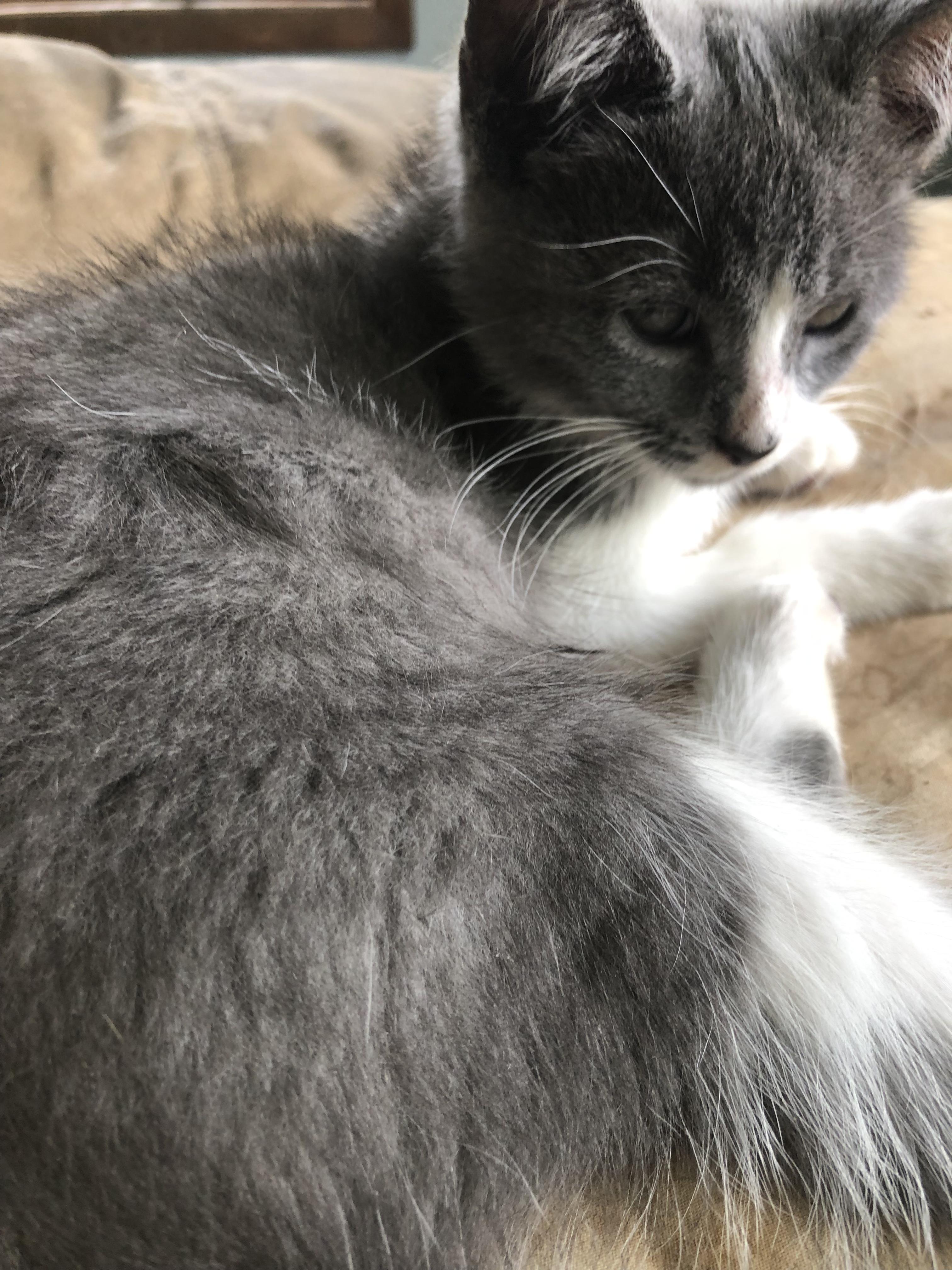 New Furze: a Fuzzy, Roly-Poly ADORABULLLL Kitten whose frequent "fails"/falls will make you LOL! photo 6