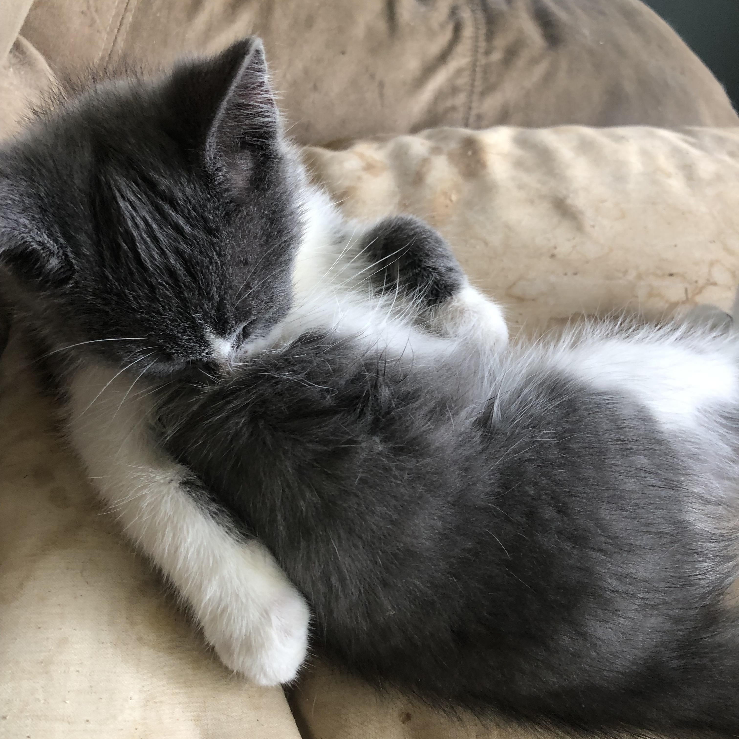 New Furze: a Fuzzy, Roly-Poly ADORABULLLL Kitten whose frequent "fails"/falls will make you LOL! photo 4