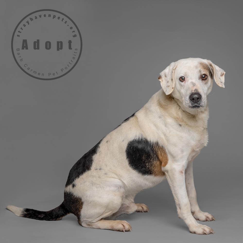 Rocky, Adoptable, Adult Male Treeing Walker Coonhound.